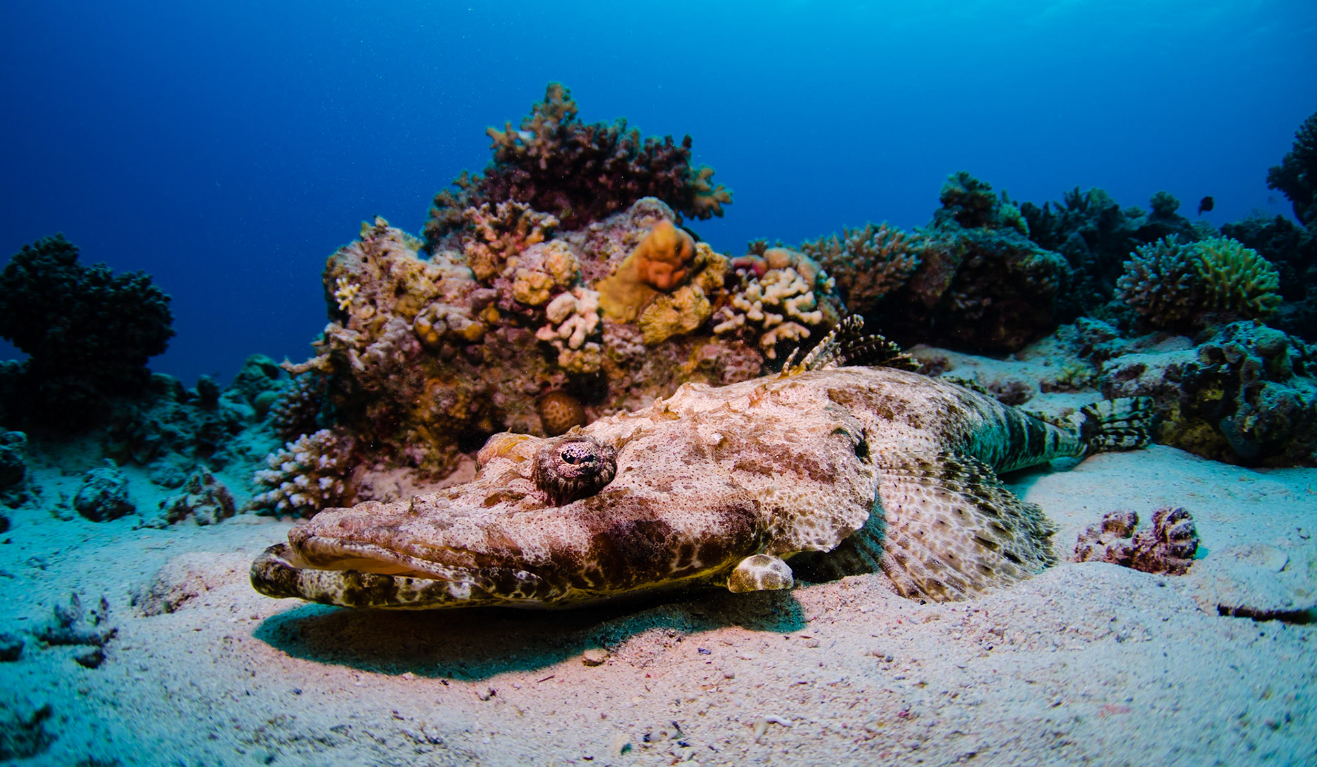 FLATHEAD | Crocodile Fish | Red Sea, Egypt