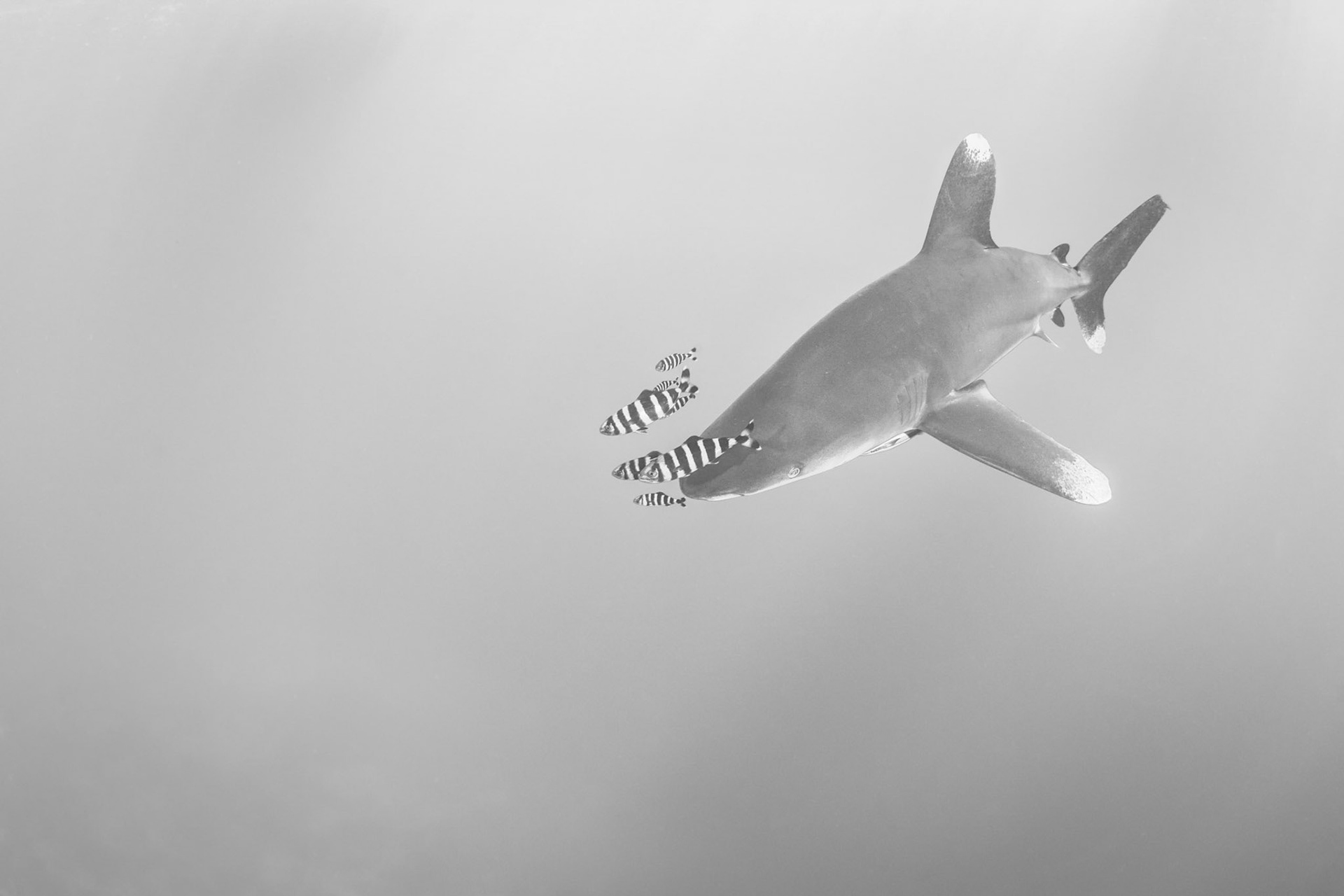 LONGIMANUS | Oceanic Whitetip Shark | Red Sea, Egypt