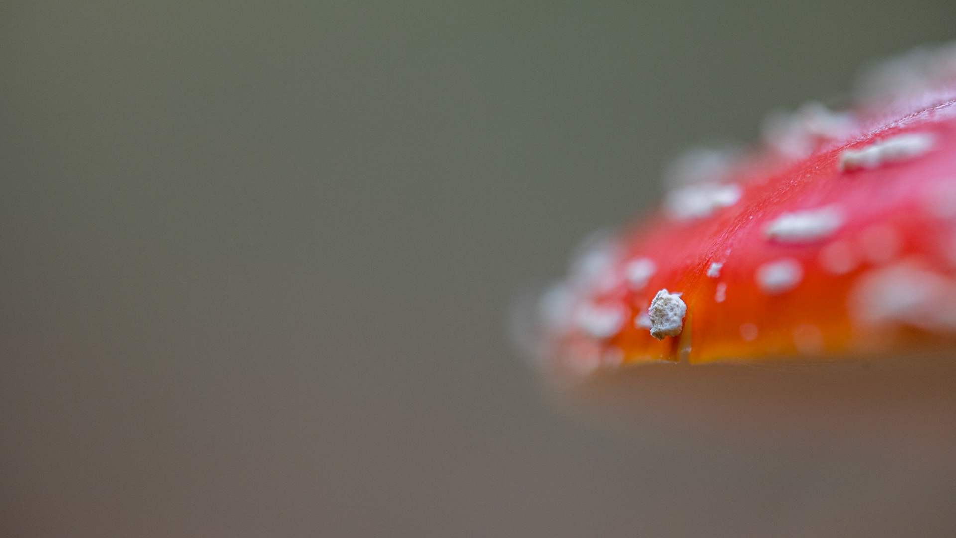 HALLUCINOGENIC | Fungi | Pulborough Brooks, West Sussex, England, UK