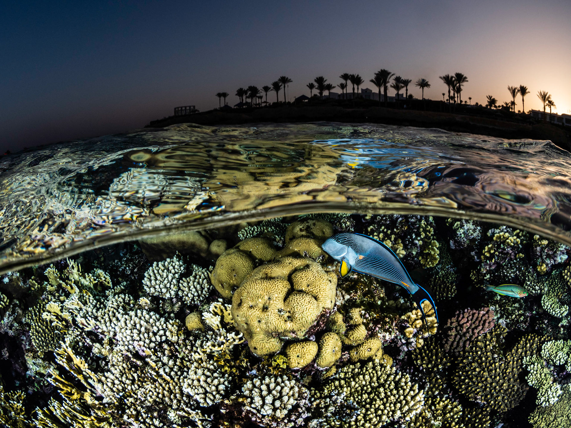 SUNSET SPLIT II | Red Sea, Egypt