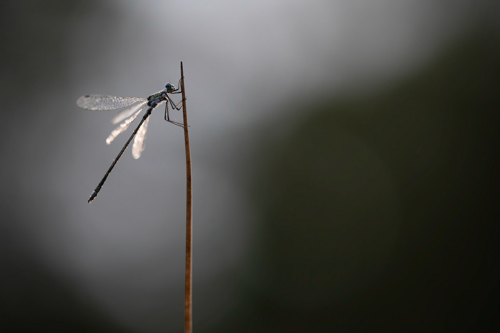 EMERALD AT DUSK | Emerald Damselfly | West Sussex, England, UK