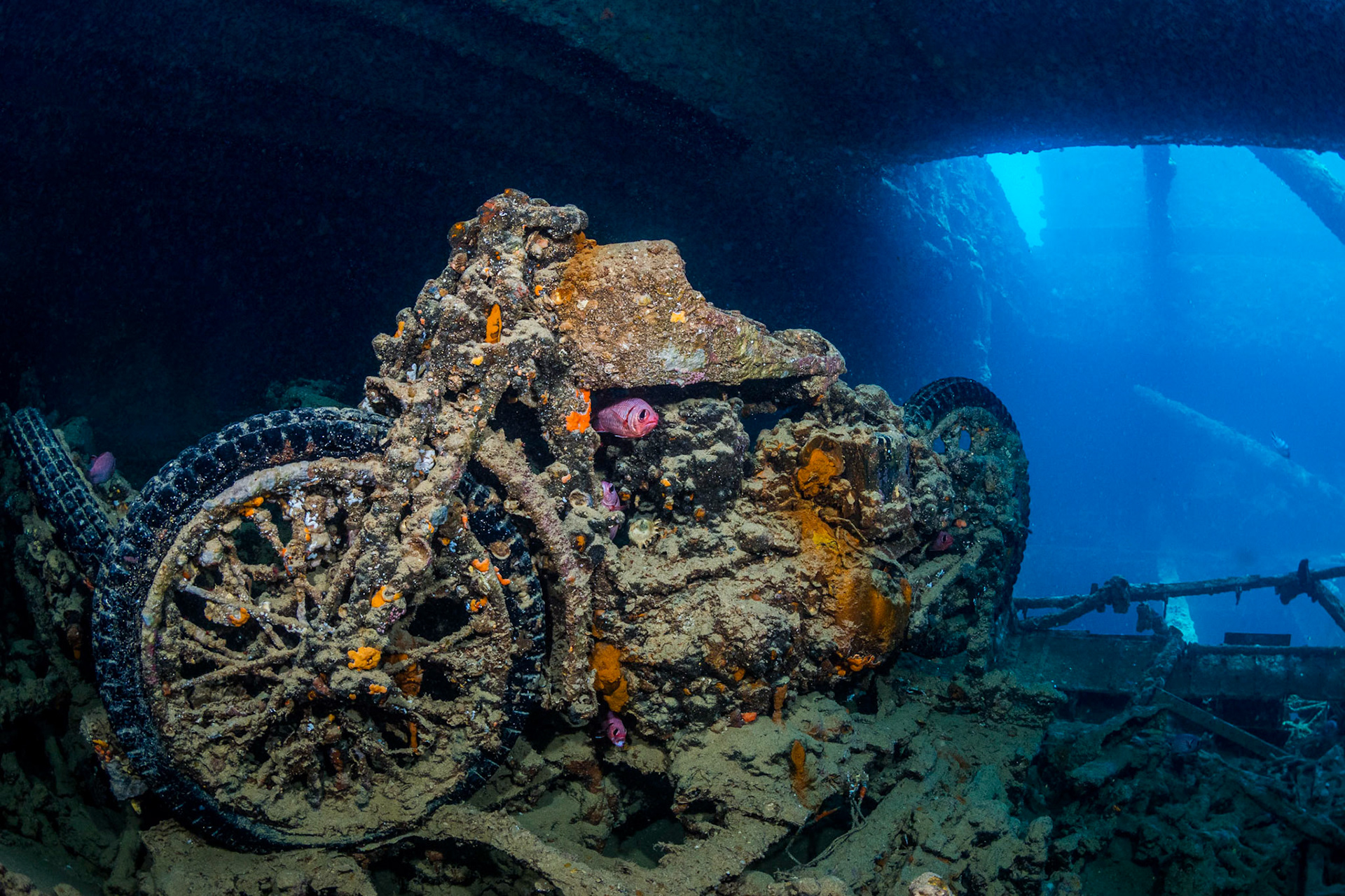 NORTON | Thistlegorm | Red Sea, Egypt