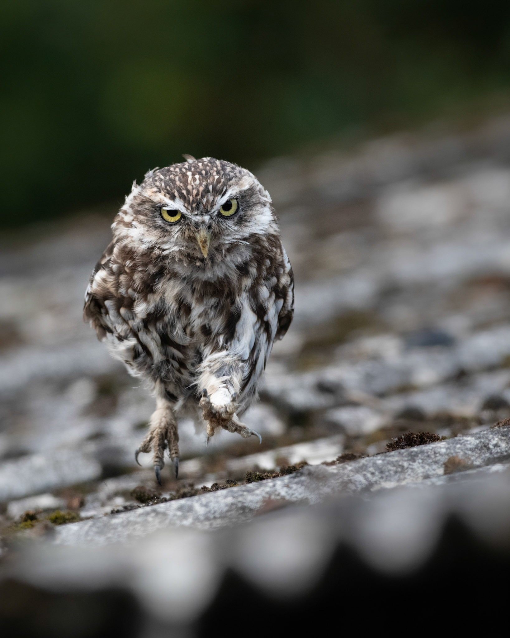 SPRINT | Little Owl | Worcestershire, England, UK