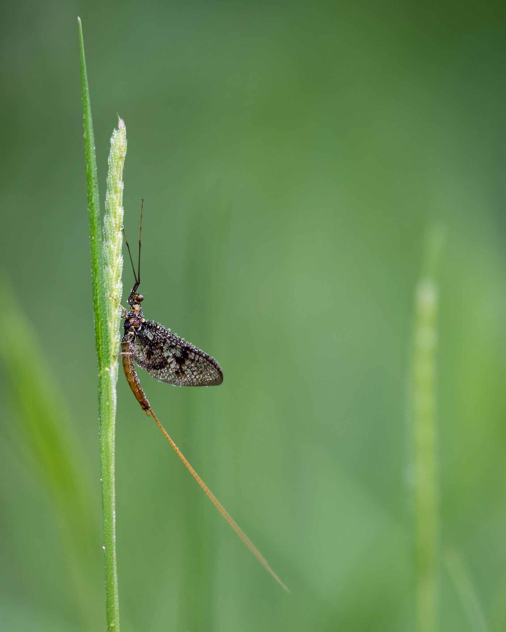 RESTING PLACE | Mayfly | West Sussex, England
