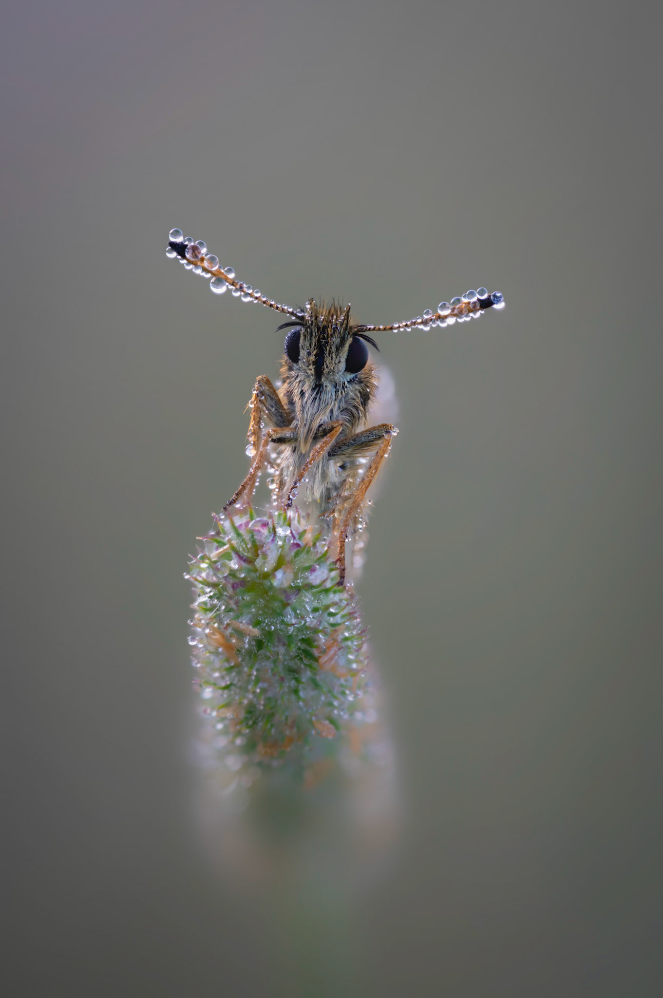 DEW BUBBLES | Small Skipper | West Sussex, England, UK