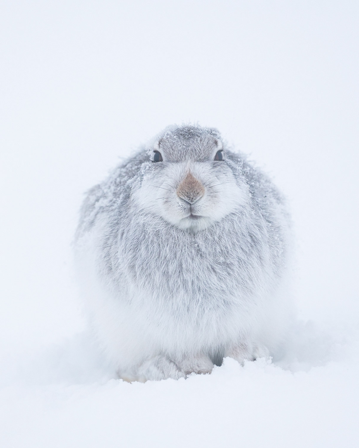 CHILLING | Mountain Hare | Scotland, UK
