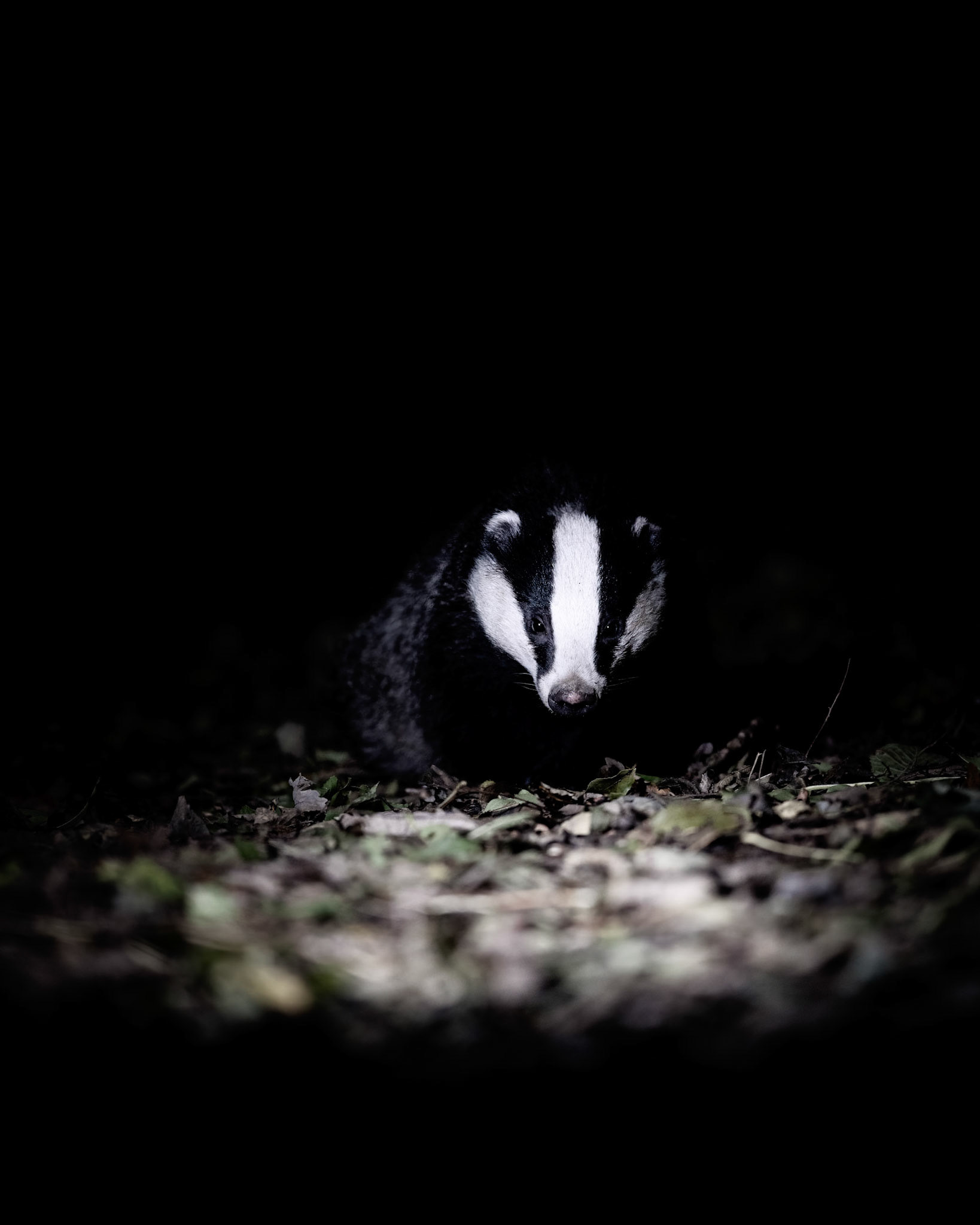 BAZZA  | Badger | West Sussex, England, UK