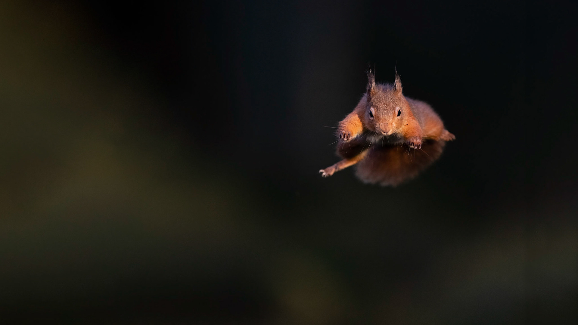 AIRBOURNE | Red Squirrel | Scotland, UK