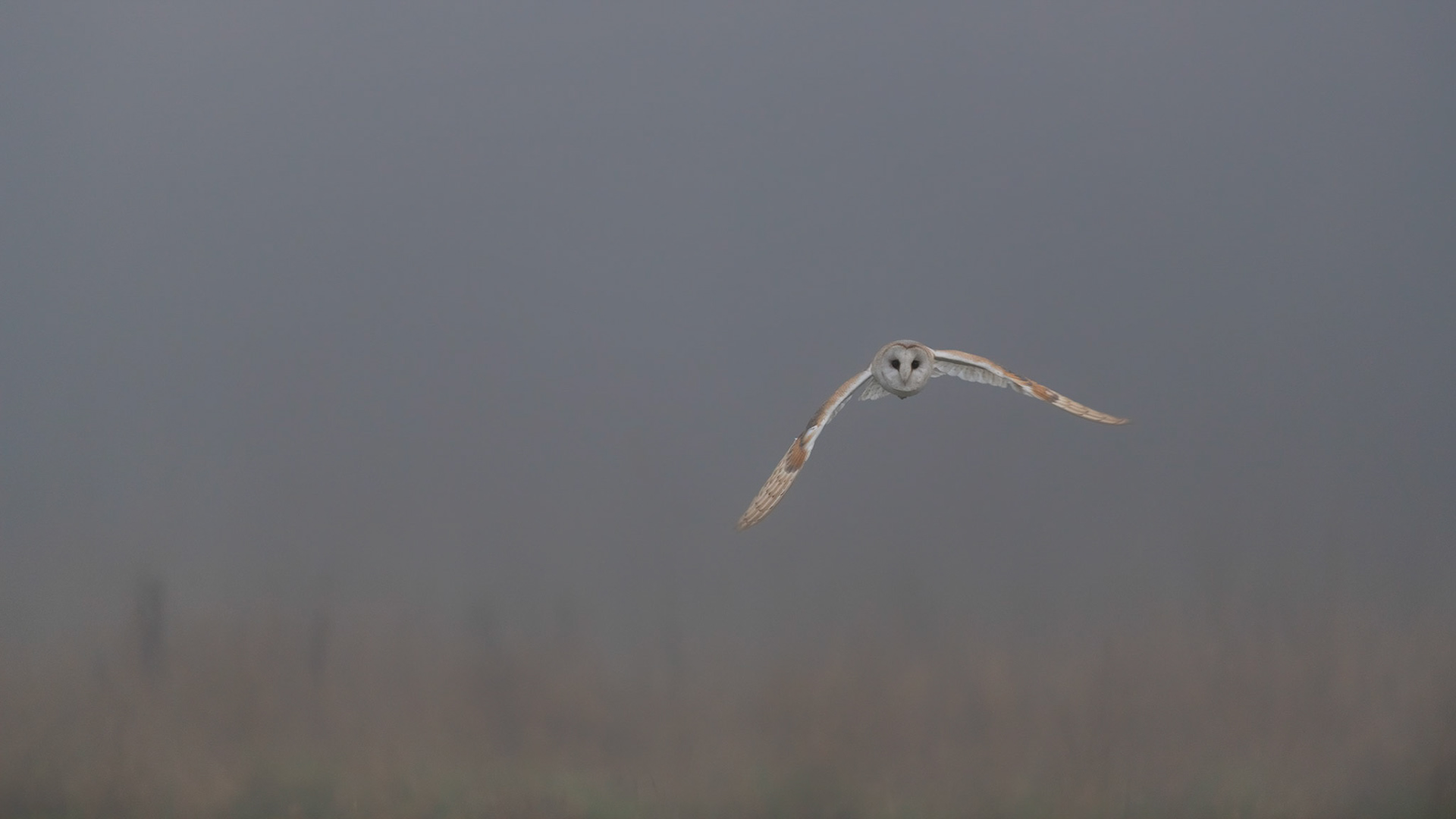 OUT OF THE MIST | Barn Owl | West Sussex, England, UK