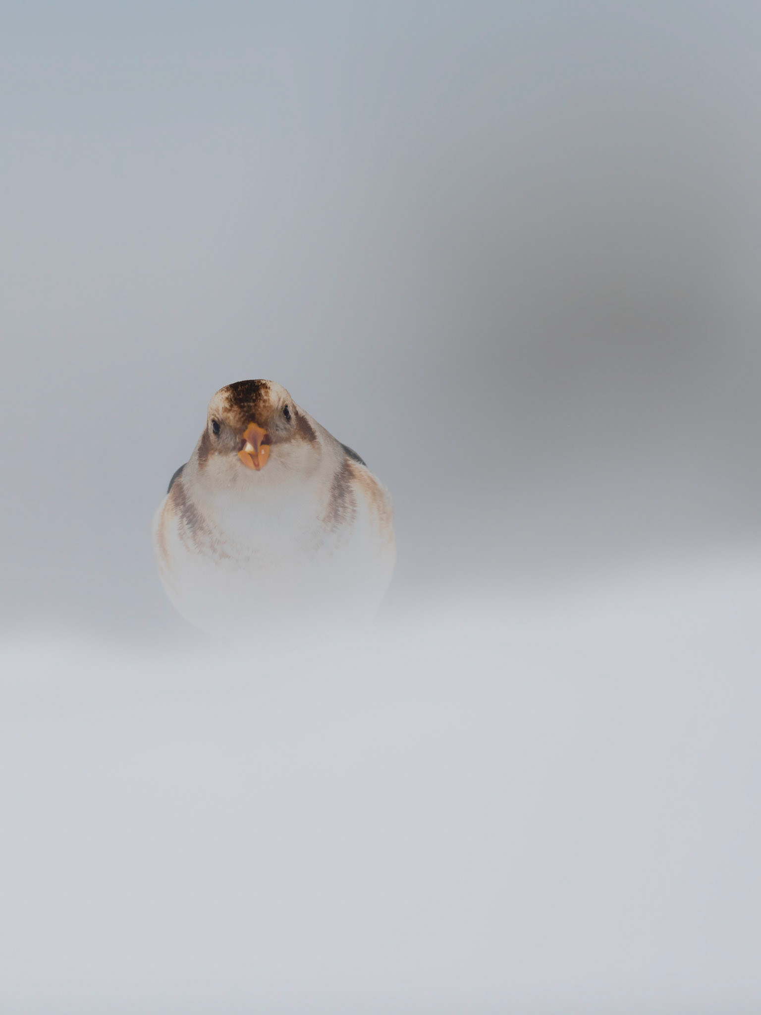 BUNTING | Snow Bunting | Cairngorms, Scotland, UK