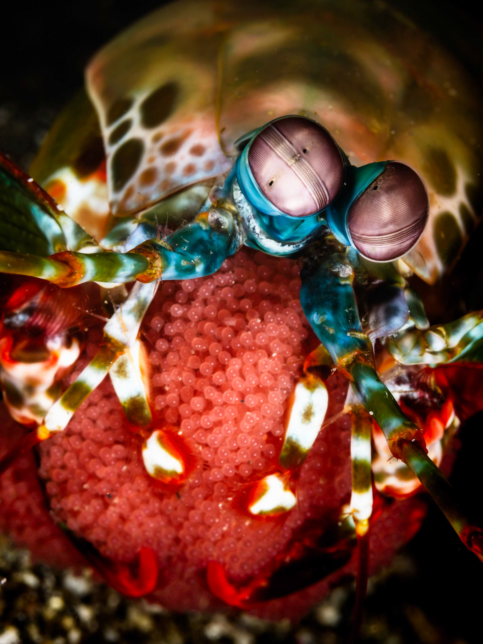 BROOD | Peacock Mantis Shrimp | Lembeh, Indonesia