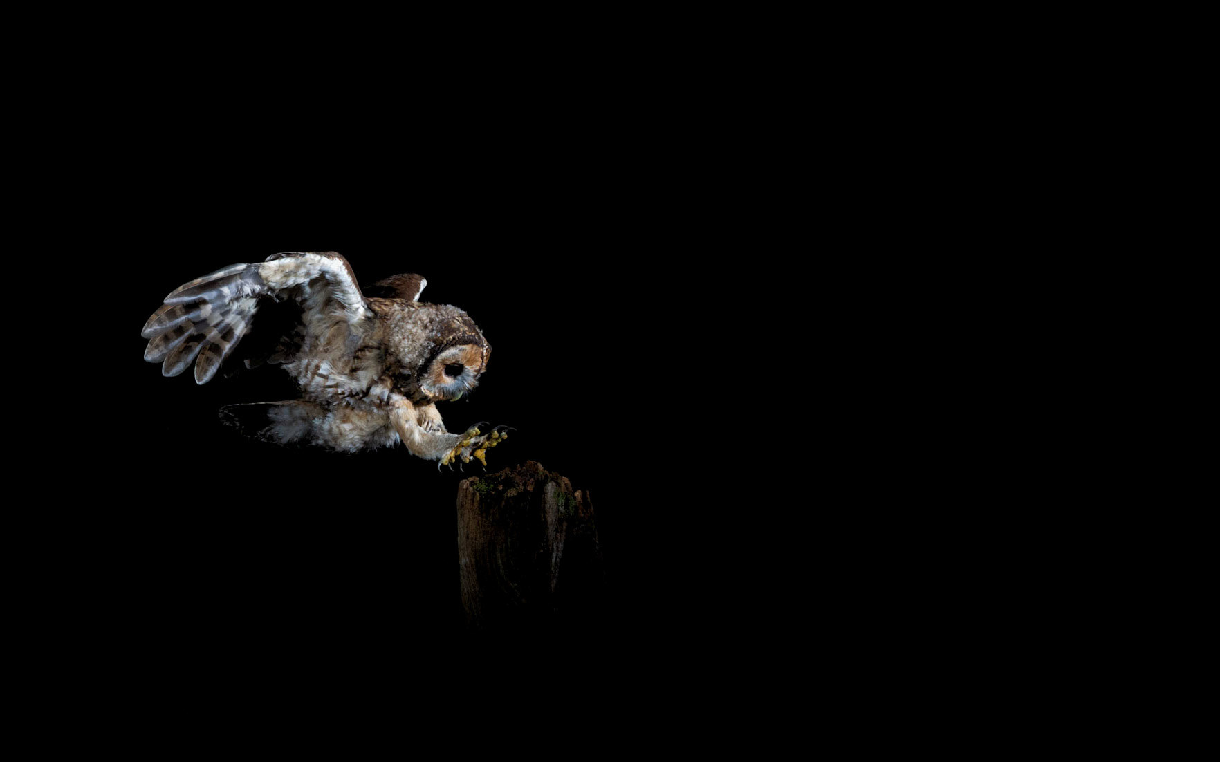 LANDING GEAR DOWN | Tawny Owl | West Sussex, England, UK