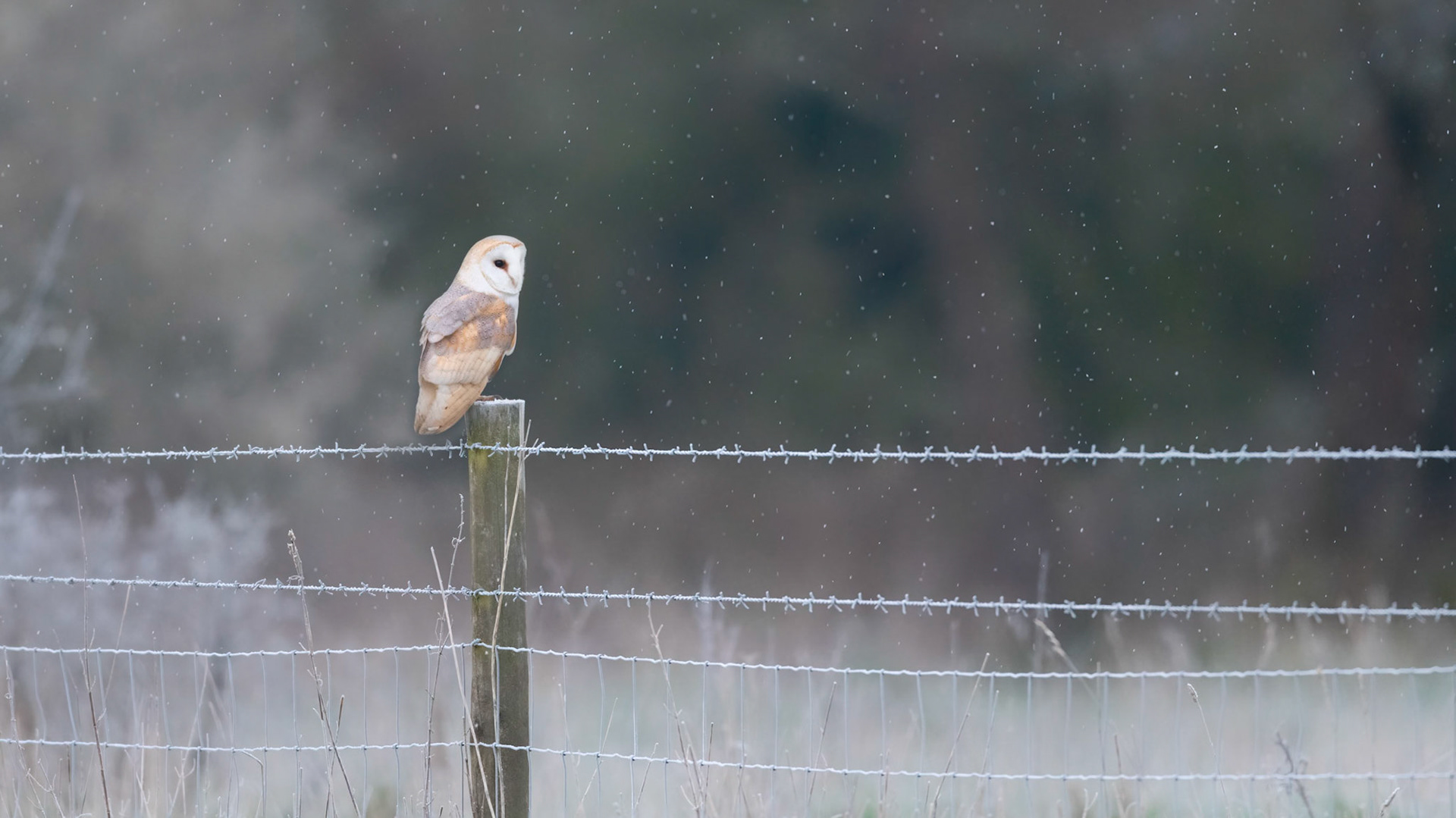 FLURRY | Barn Owl | West Sussex, England, UK