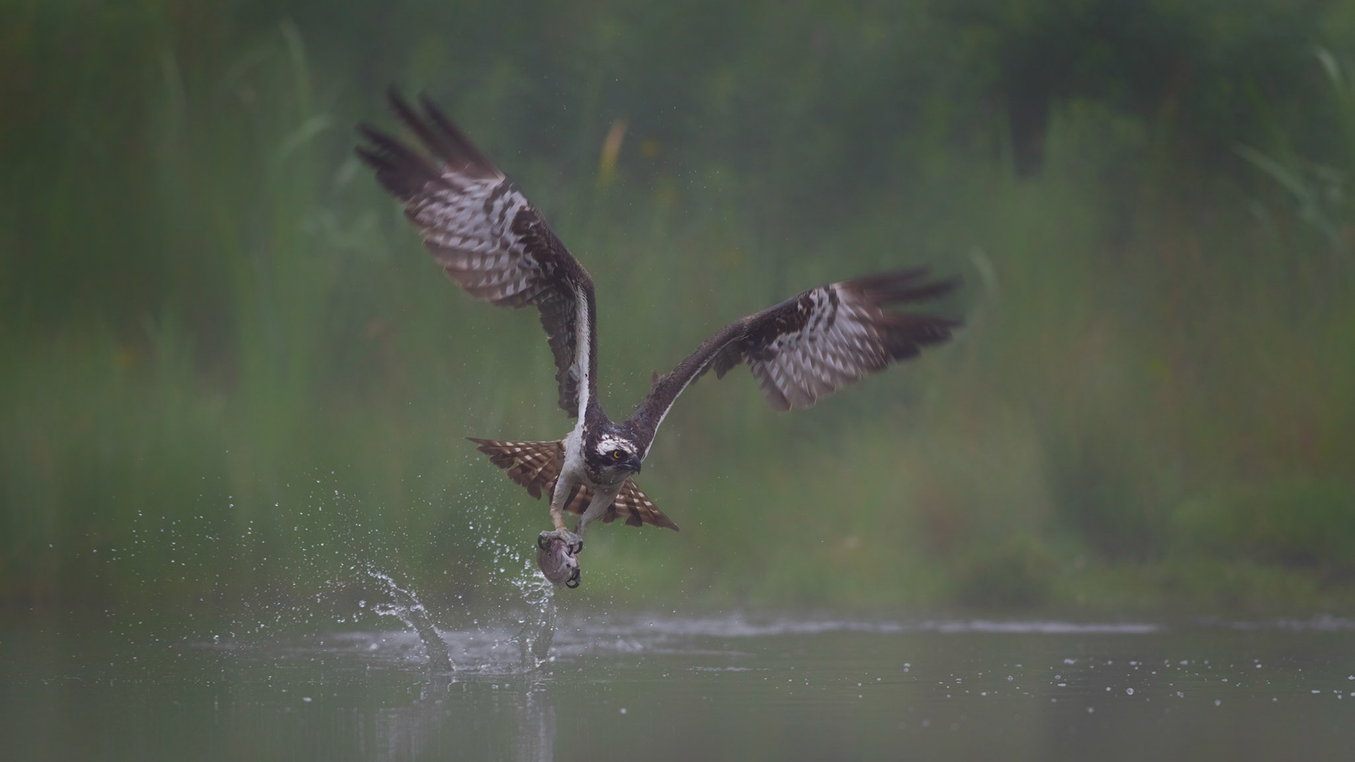 SUCCESS | Osprey | Cairngorms, Scotland, UK