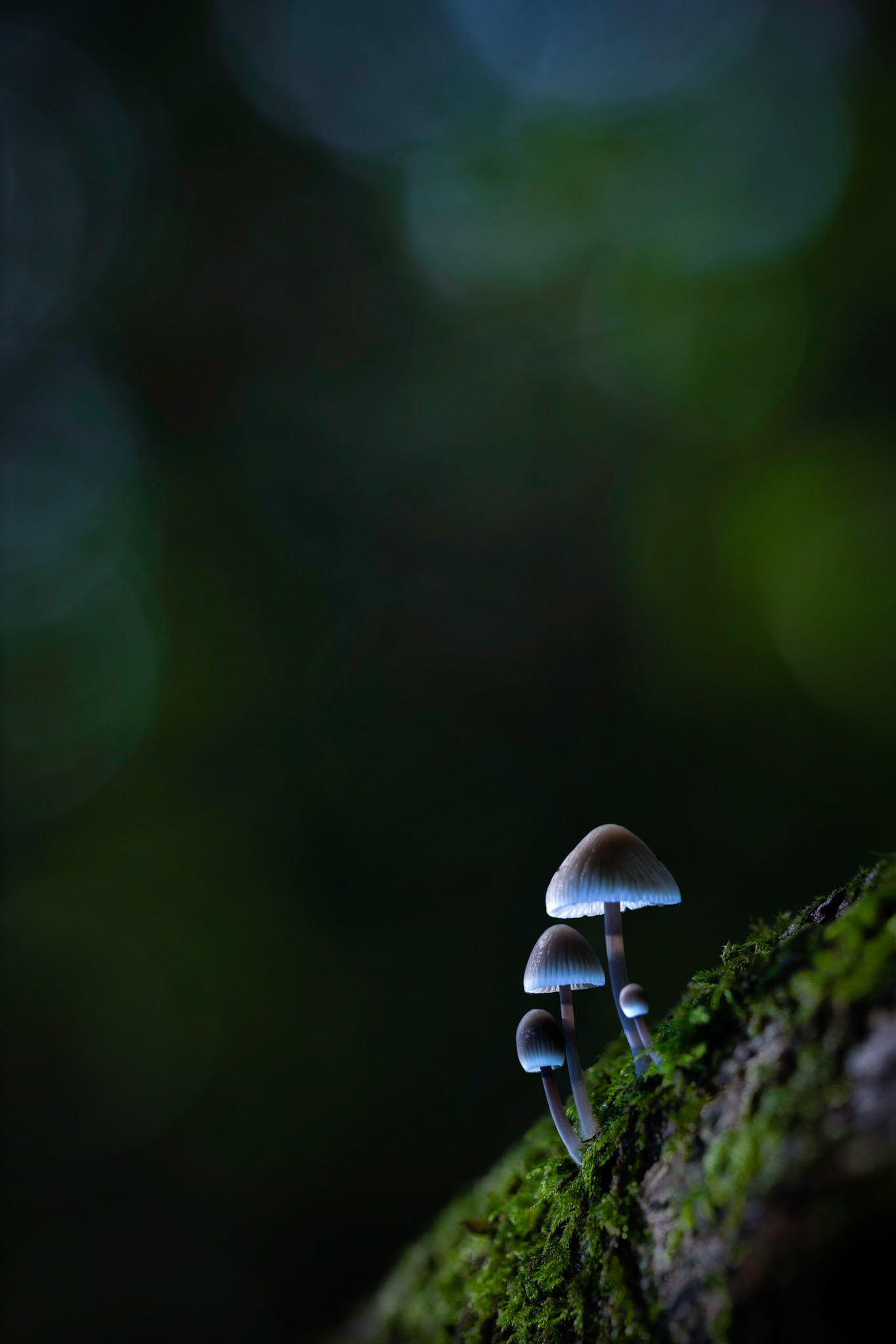 GLOW | Fungi | Burton Mill, West Sussex, England, UK