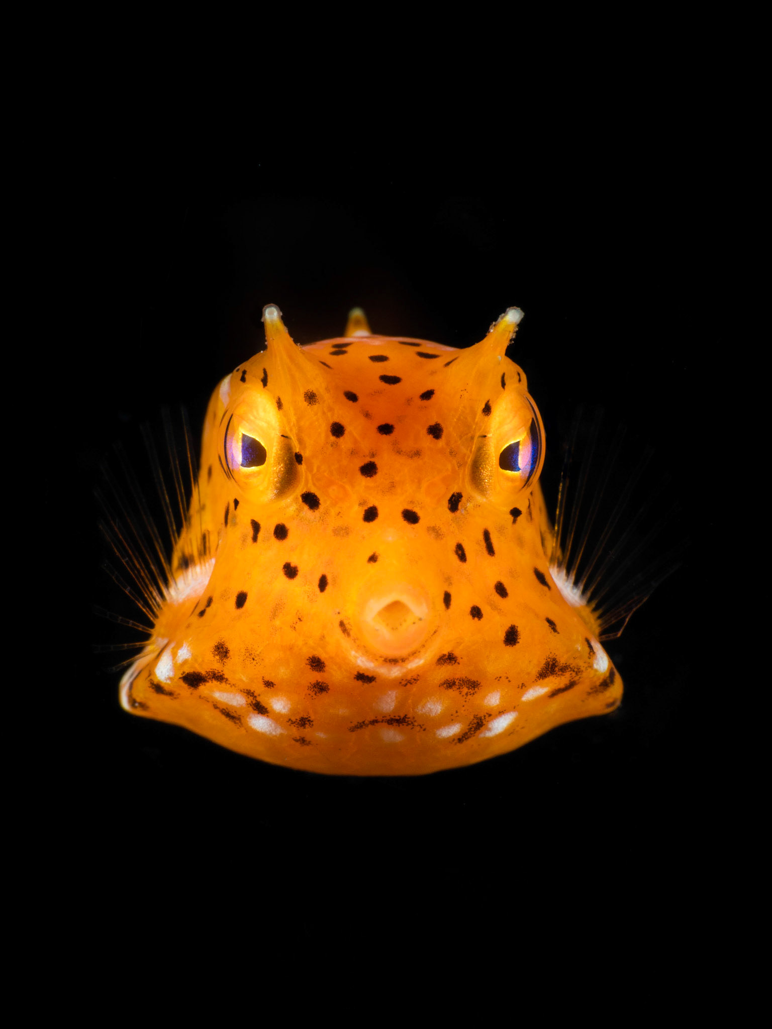 KISS KISS | Juvenile Boxfish | Lembeh, Indonesia