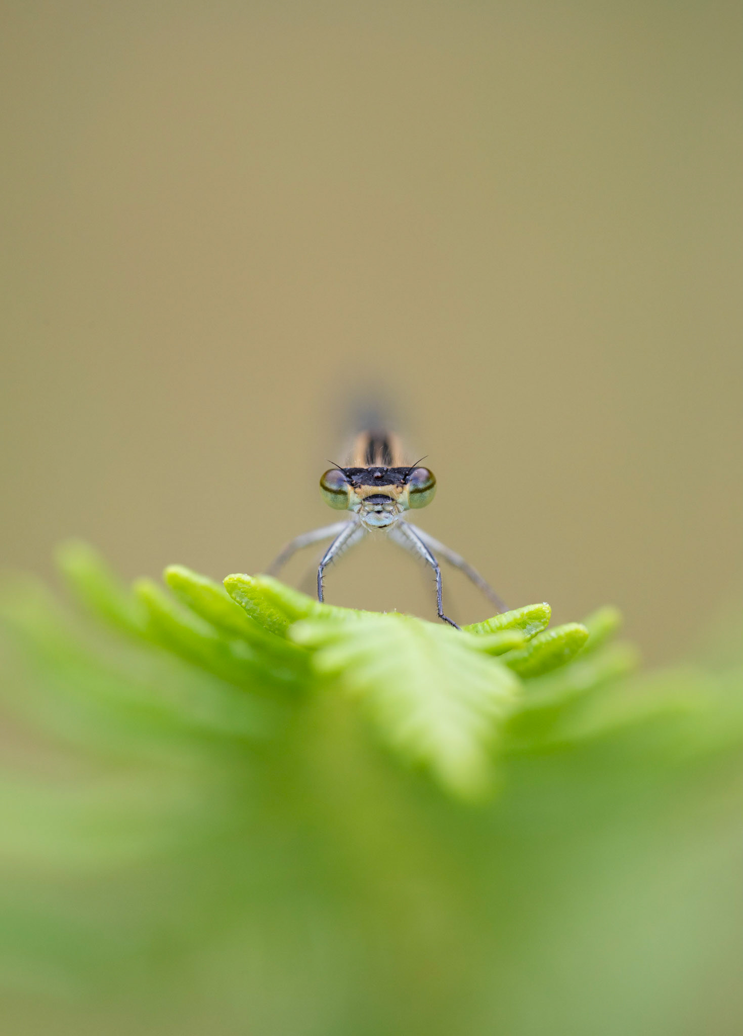 STARE OFF | Common Blue Damselfly | West Sussex, England, UK