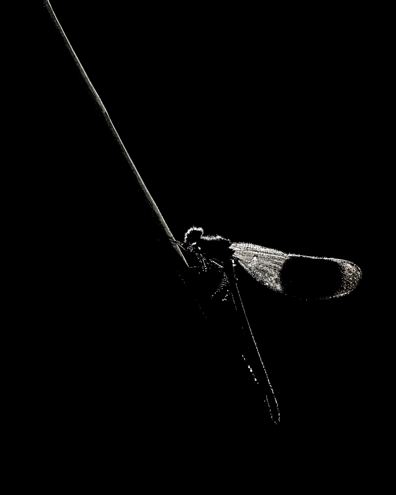 MORNING CRAWL | Banded Demoiselle | West Sussex, England, UK