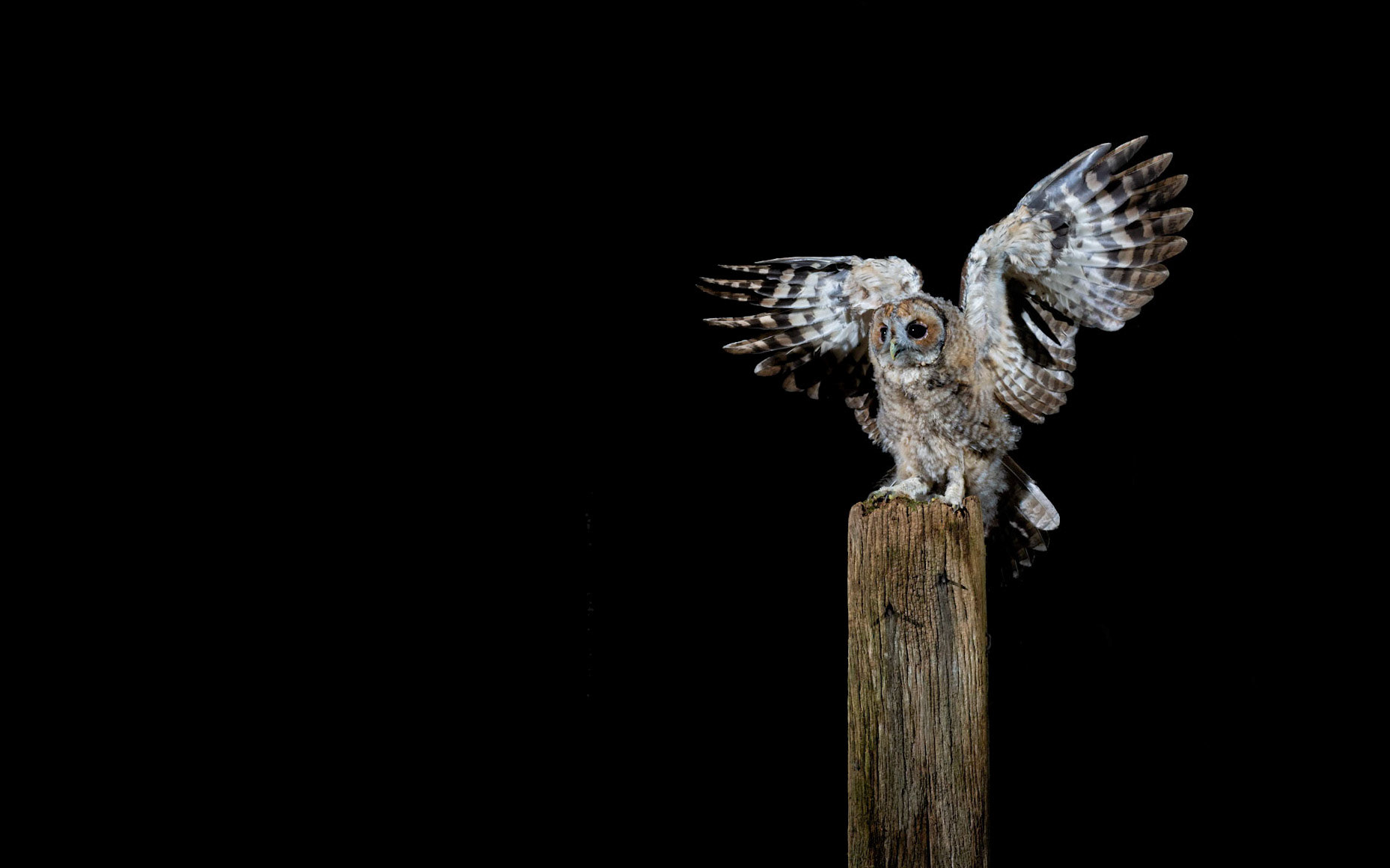 TAWNY TOUCHDOWN | Tawny Owl | West Sussex, England, UK