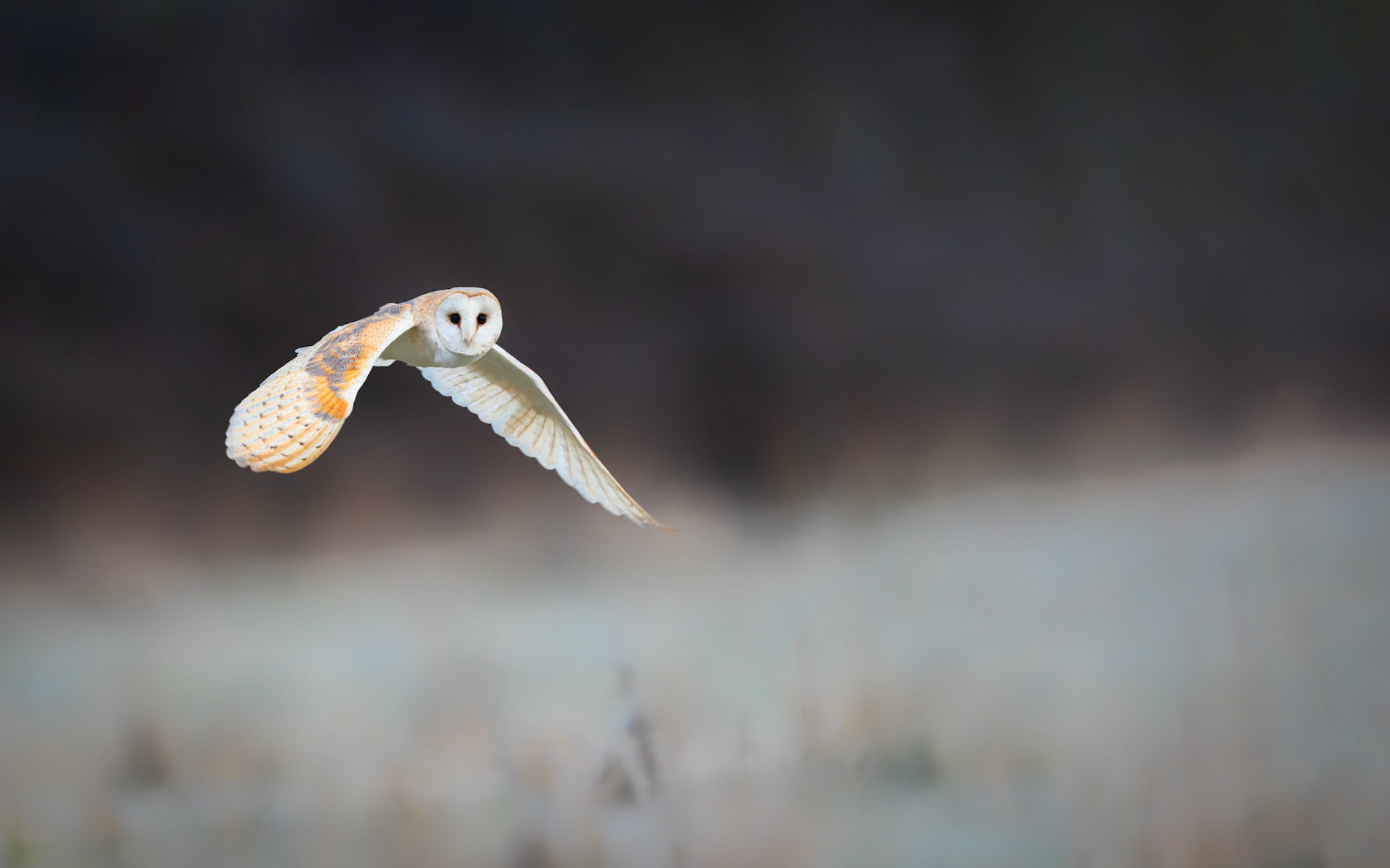 EFFORTLESS | Barn Owl | West Sussex, England, UK