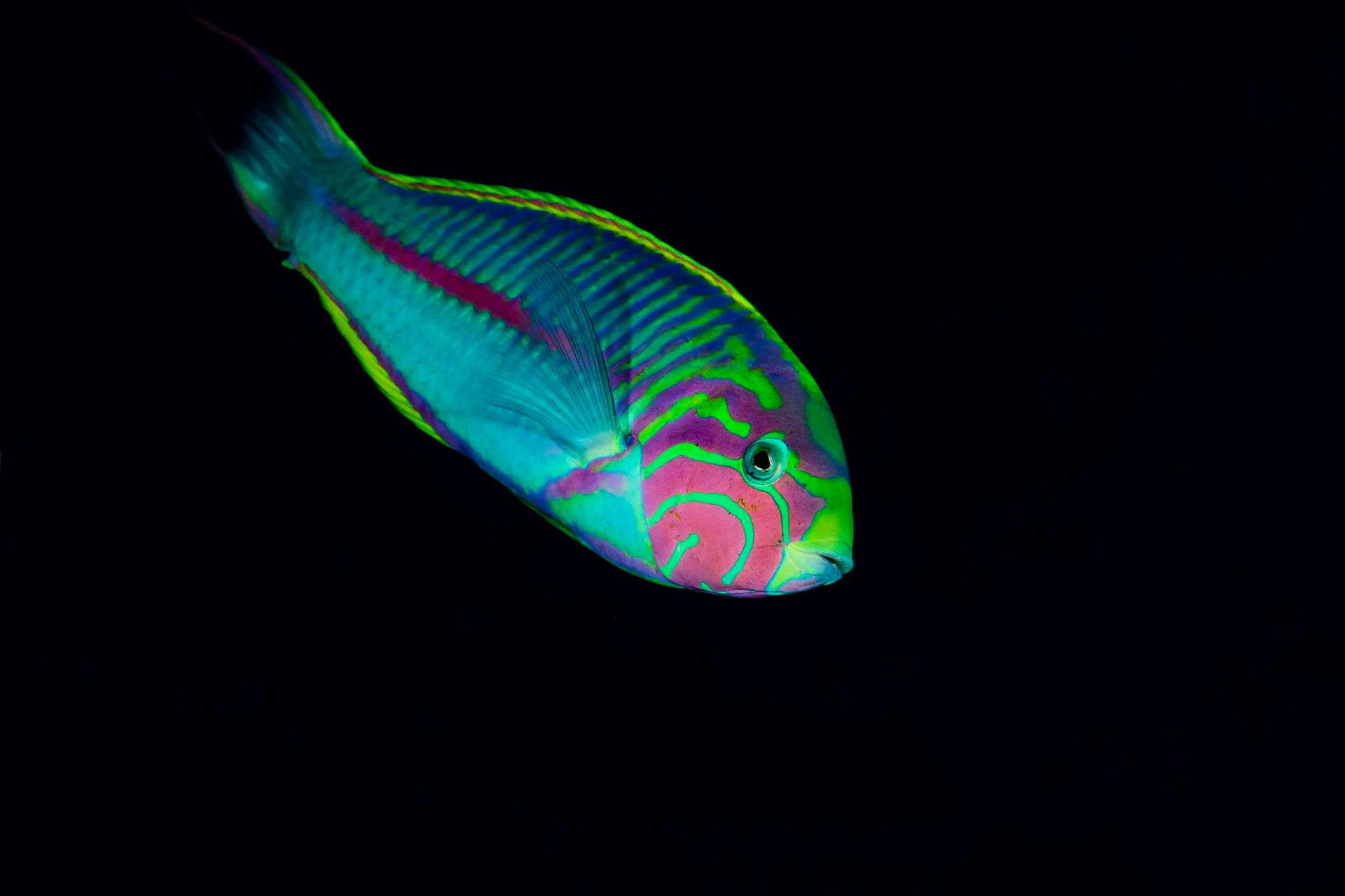 KLUNZINGER | Klunzinger Wrasse, Red Sea, Egypt
