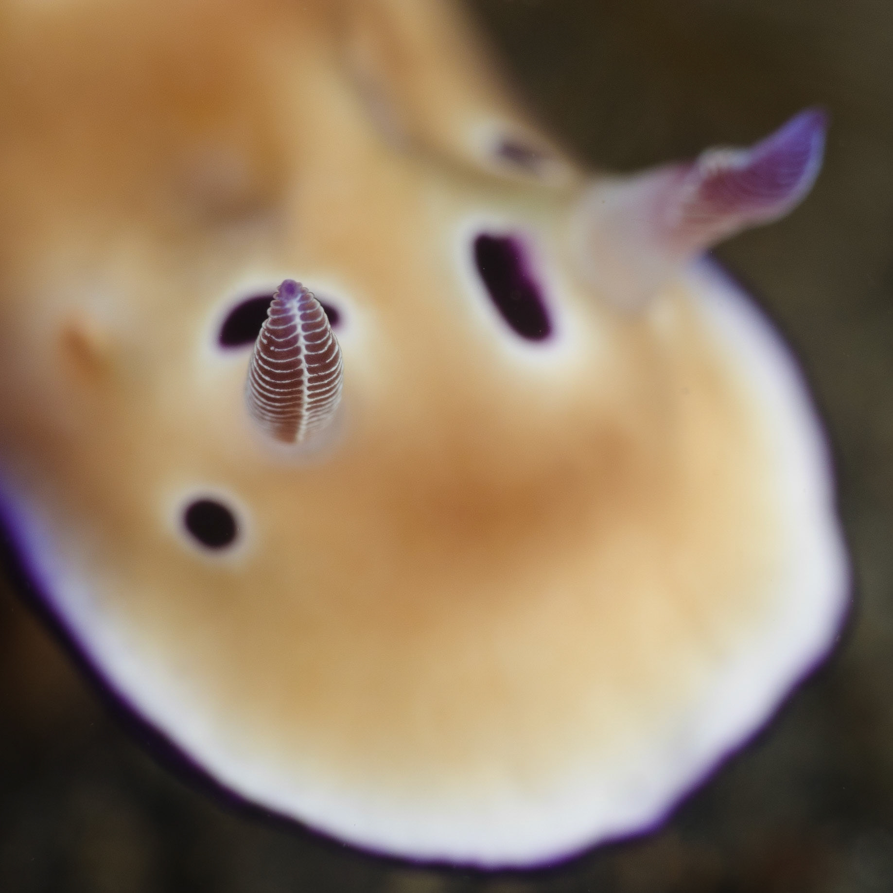 RHINOPHORE | Nudibranch | Lembeh, Indonesia