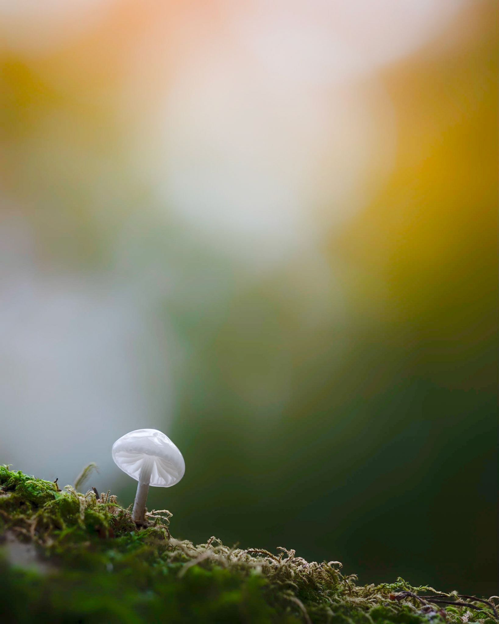AUTUMN PEARLESCENCE II | Porcelain Fungus | Ebernoe Common, West Sussex, England, UK