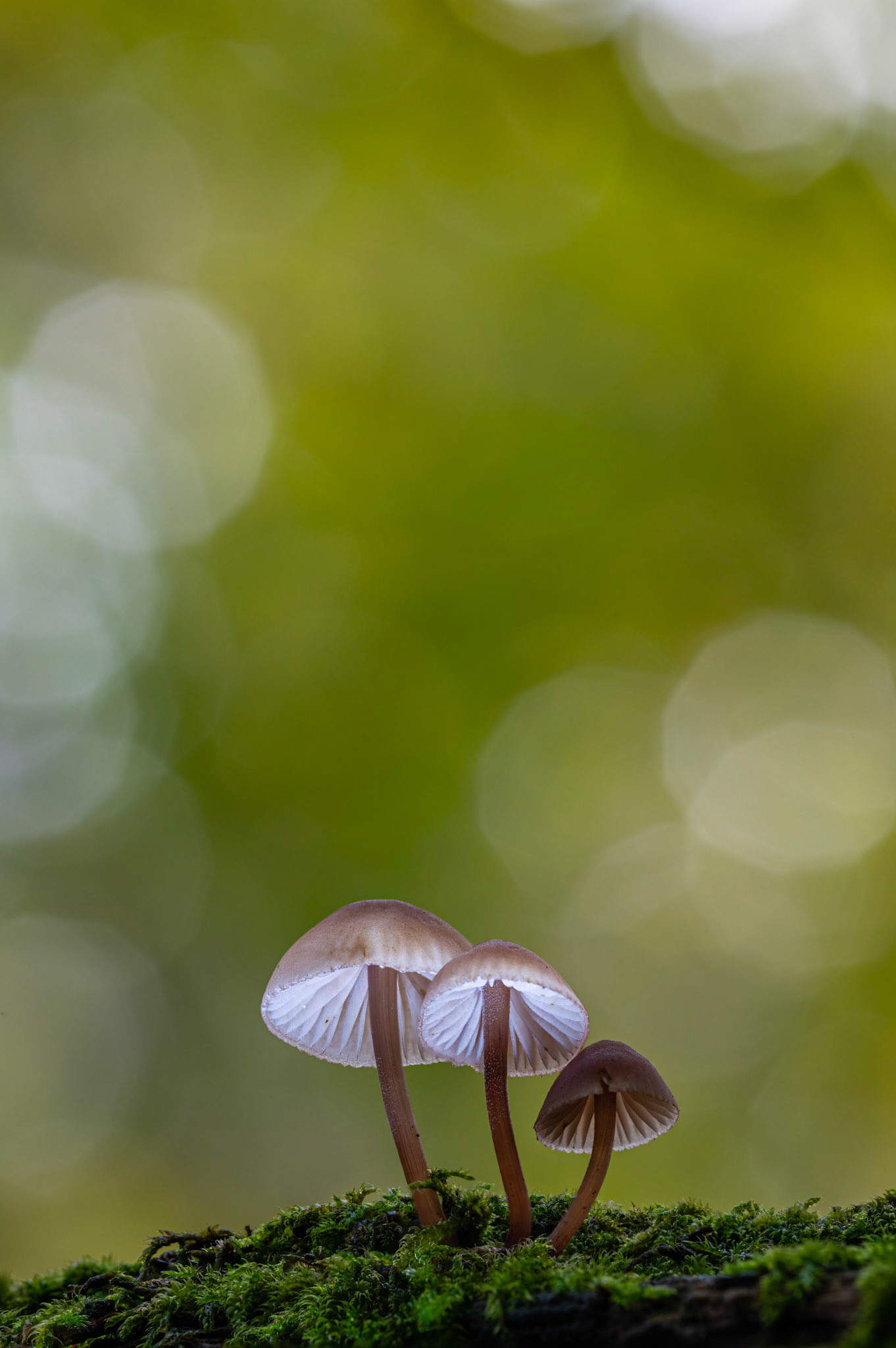 MAGICAL MUSHROOMS | Fungi | Burton Mill, West Sussex, England, UK