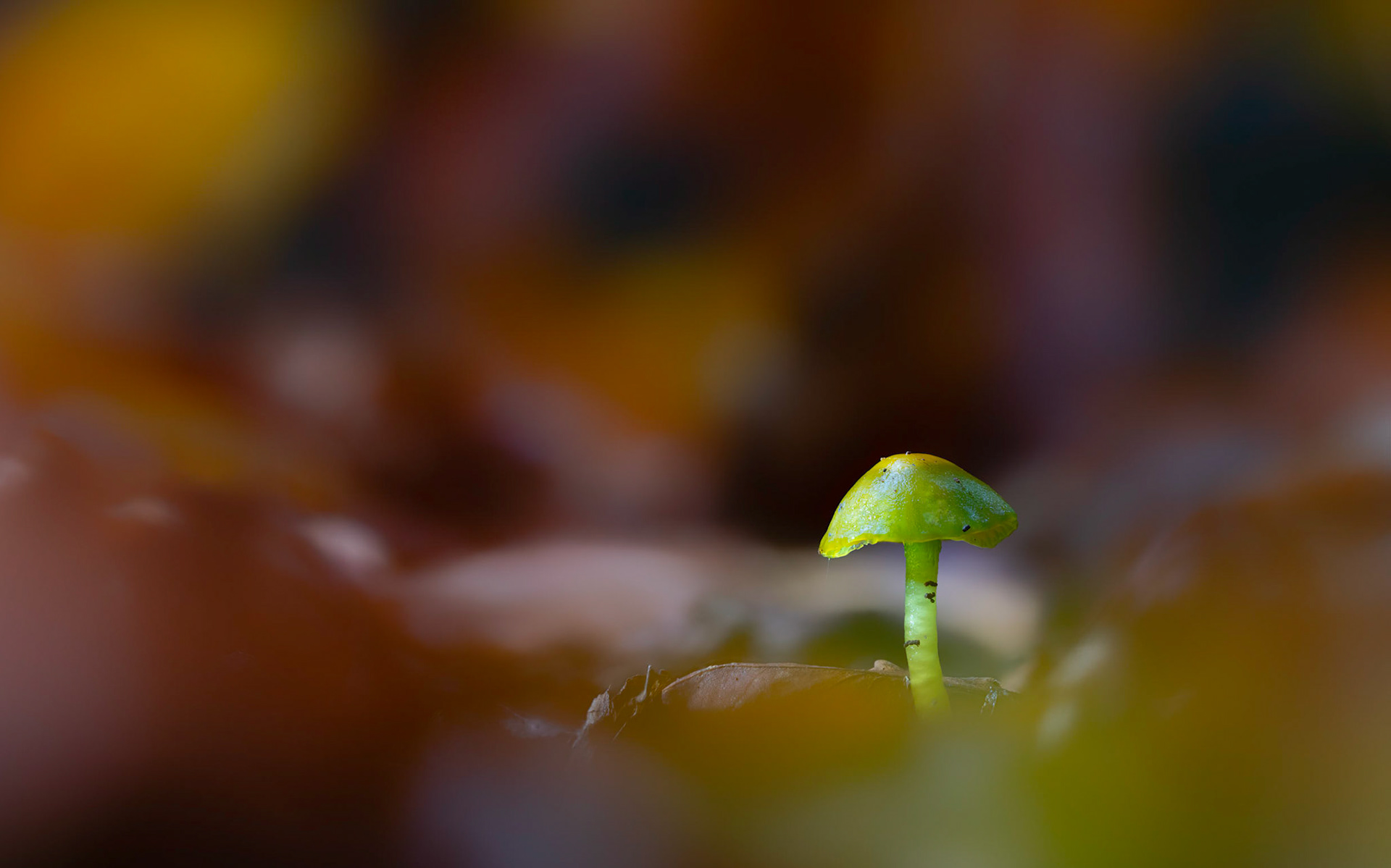 LITTLE GREEN ONE | Parrot Waxcap | Ebernoe Common, West Sussex, England, UK