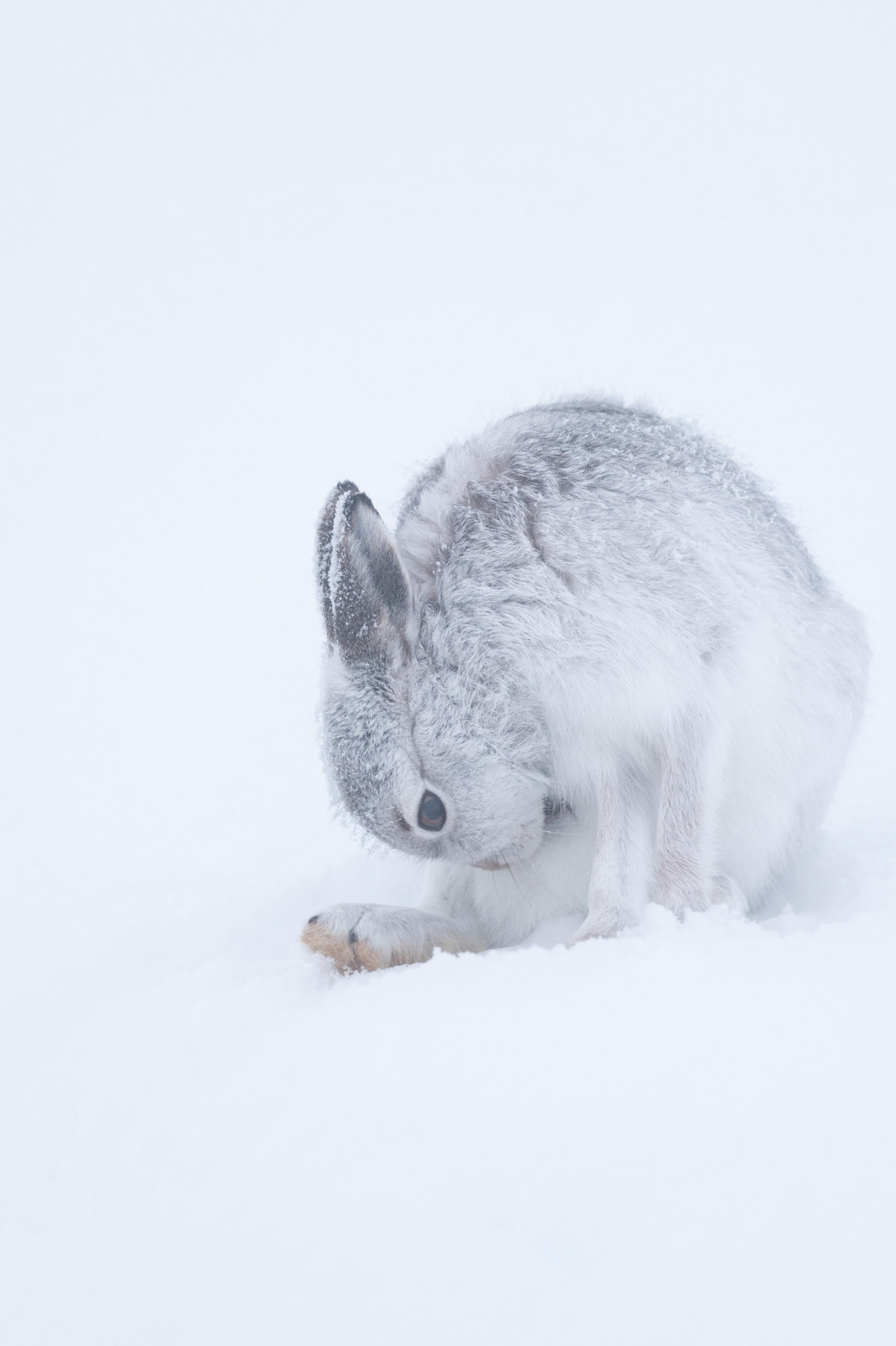 RECYCLE | Mountain Hare | Scotland, UK