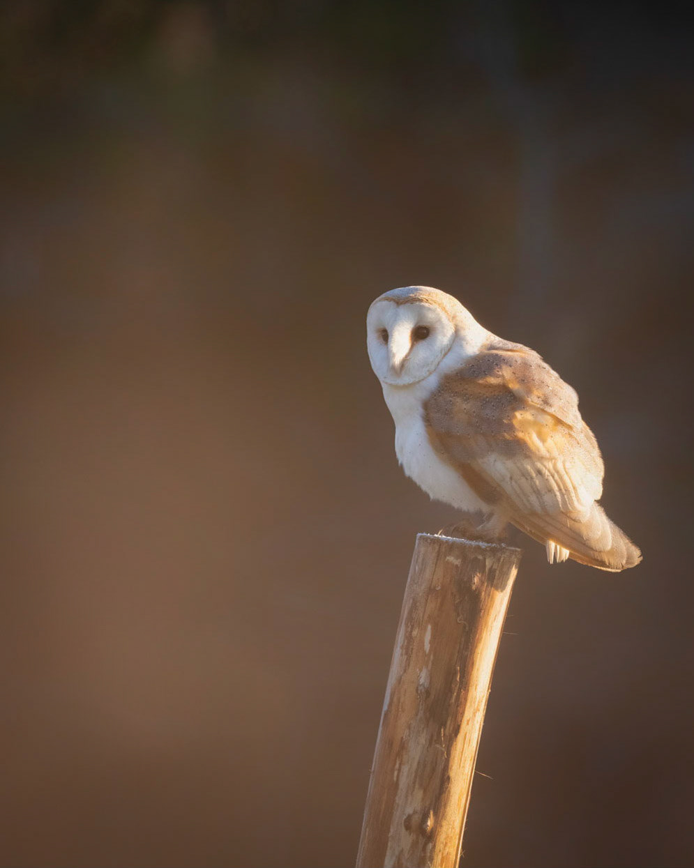 FLUFF UP | Barn Owl | West Sussex, England, UK