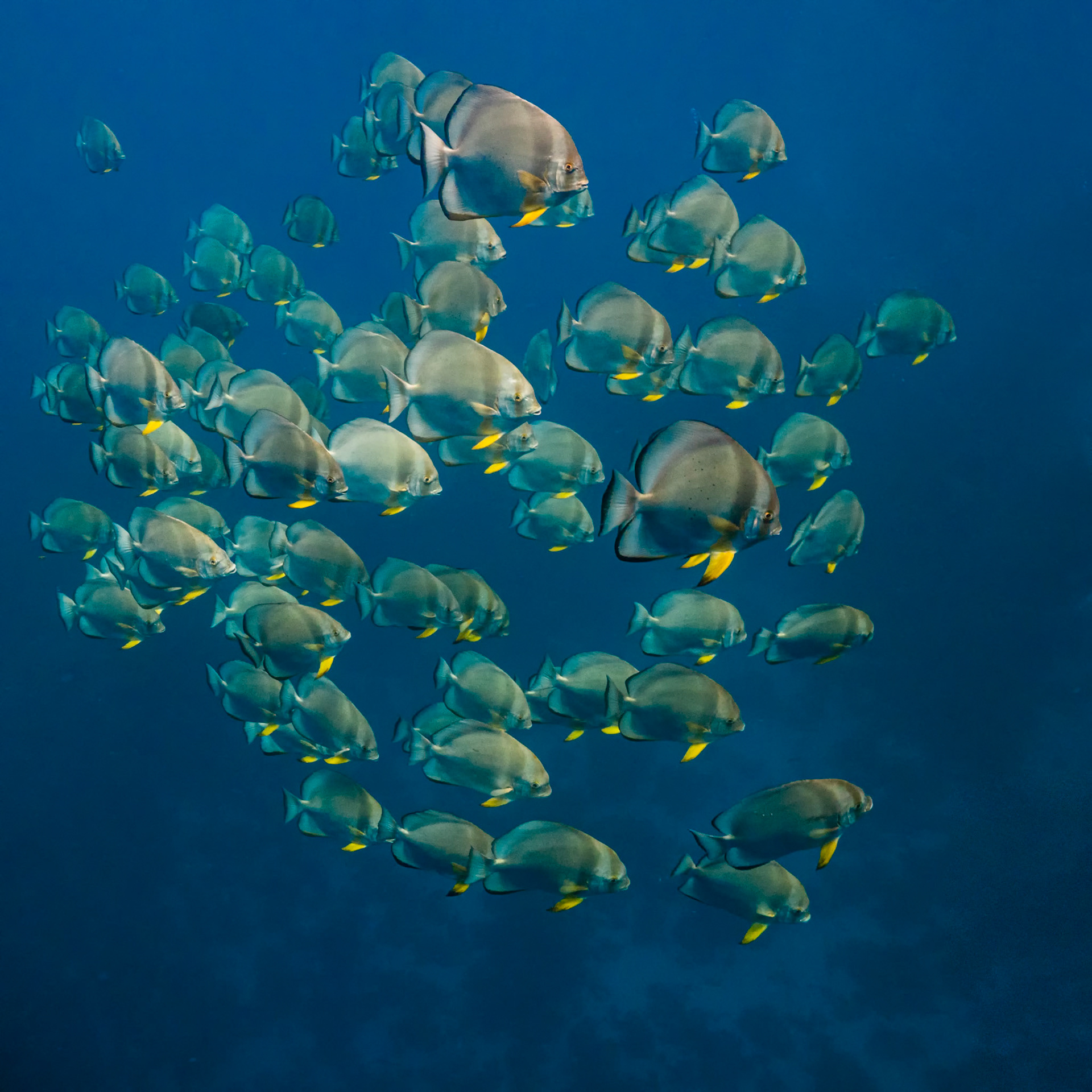 GATHERING | Batfish | Ras Mohammend, Red Sea, Egypt