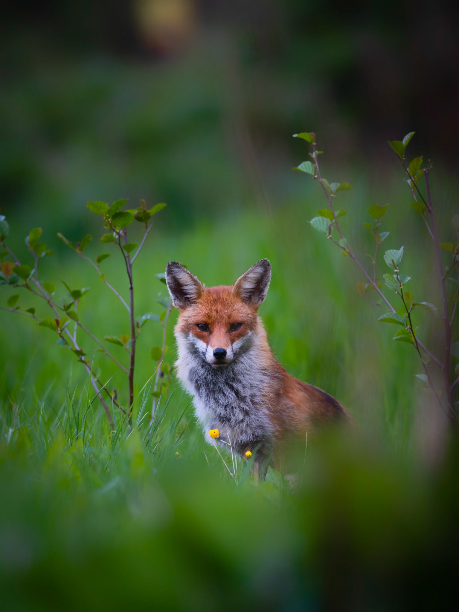 SPOTTED II | Fox | West Sussex, England, UK