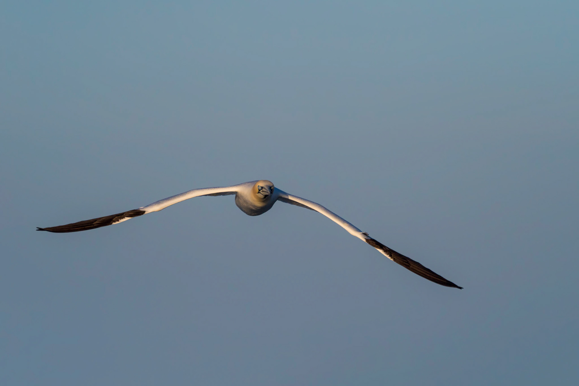 SPAN | Gannet | Grassholm, Wales, UK