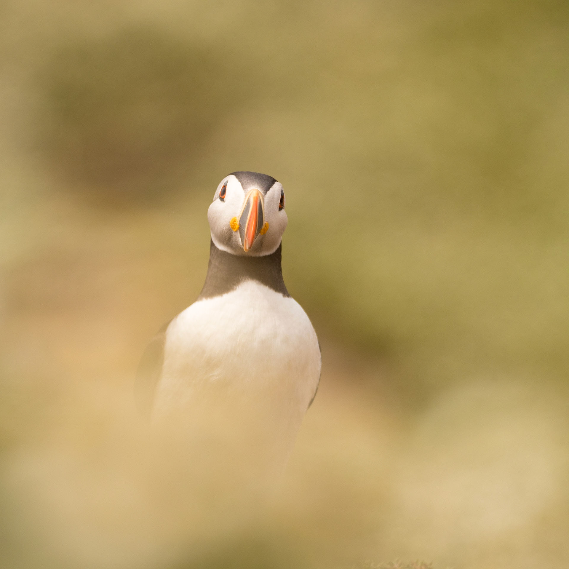 CLOWN | Puffin | Skomer, Wales, UK