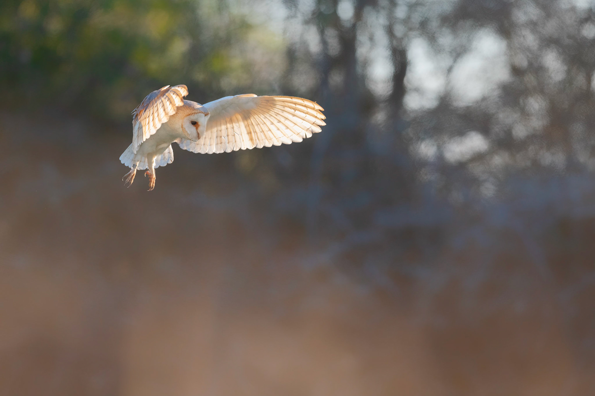 SILENT HOVER | Barn Owl | West Sussex, England, UK