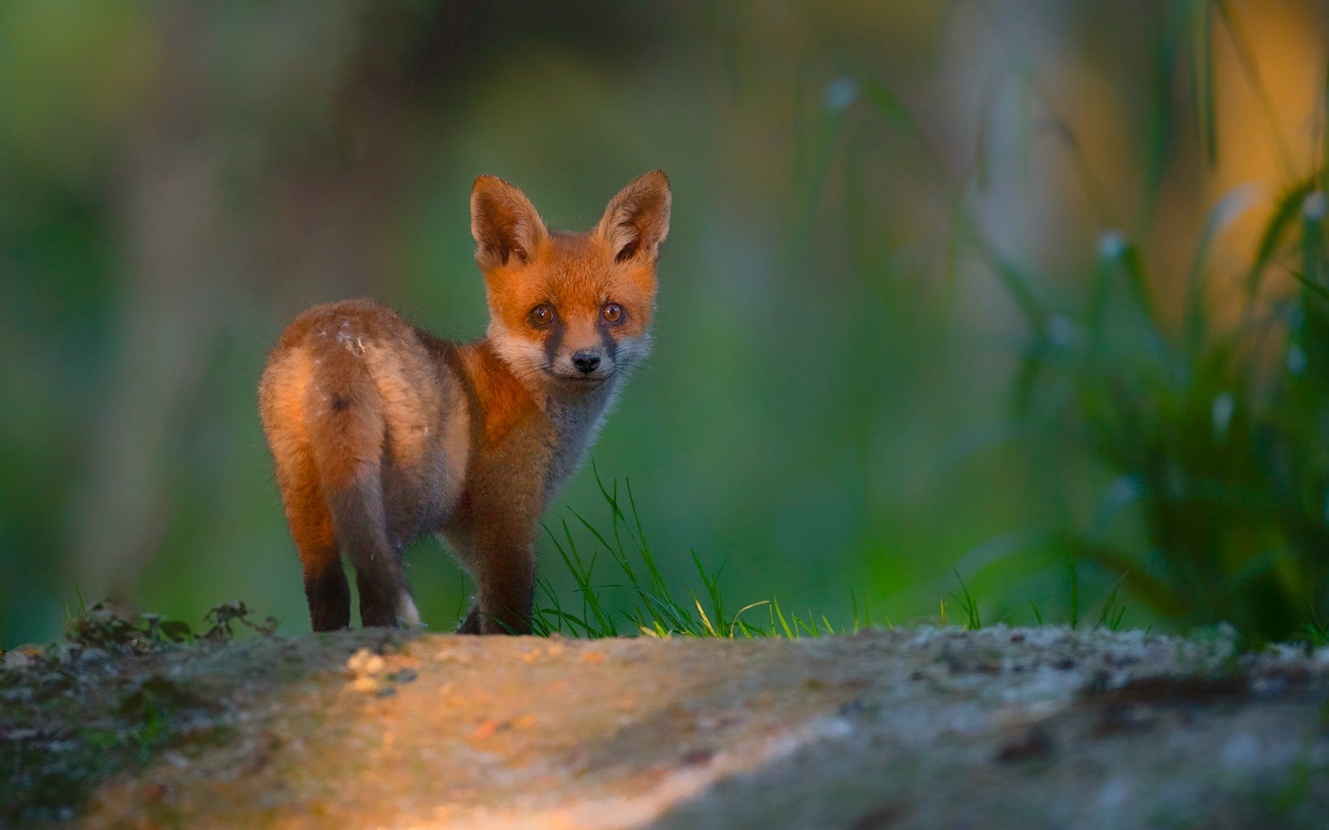 FINAL GLANCE | Fox | West Sussex, England, UK