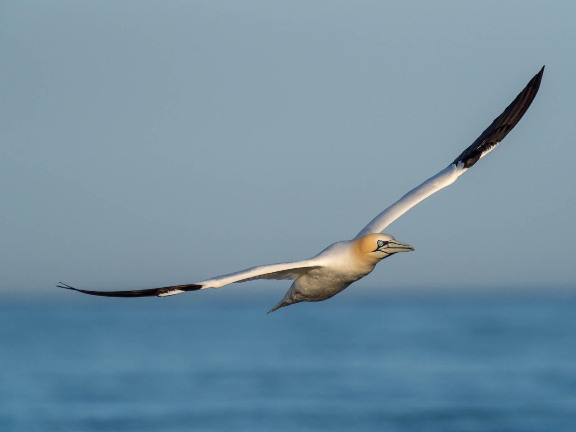 BANK | Gannet | Grassholm, Wales, UK
