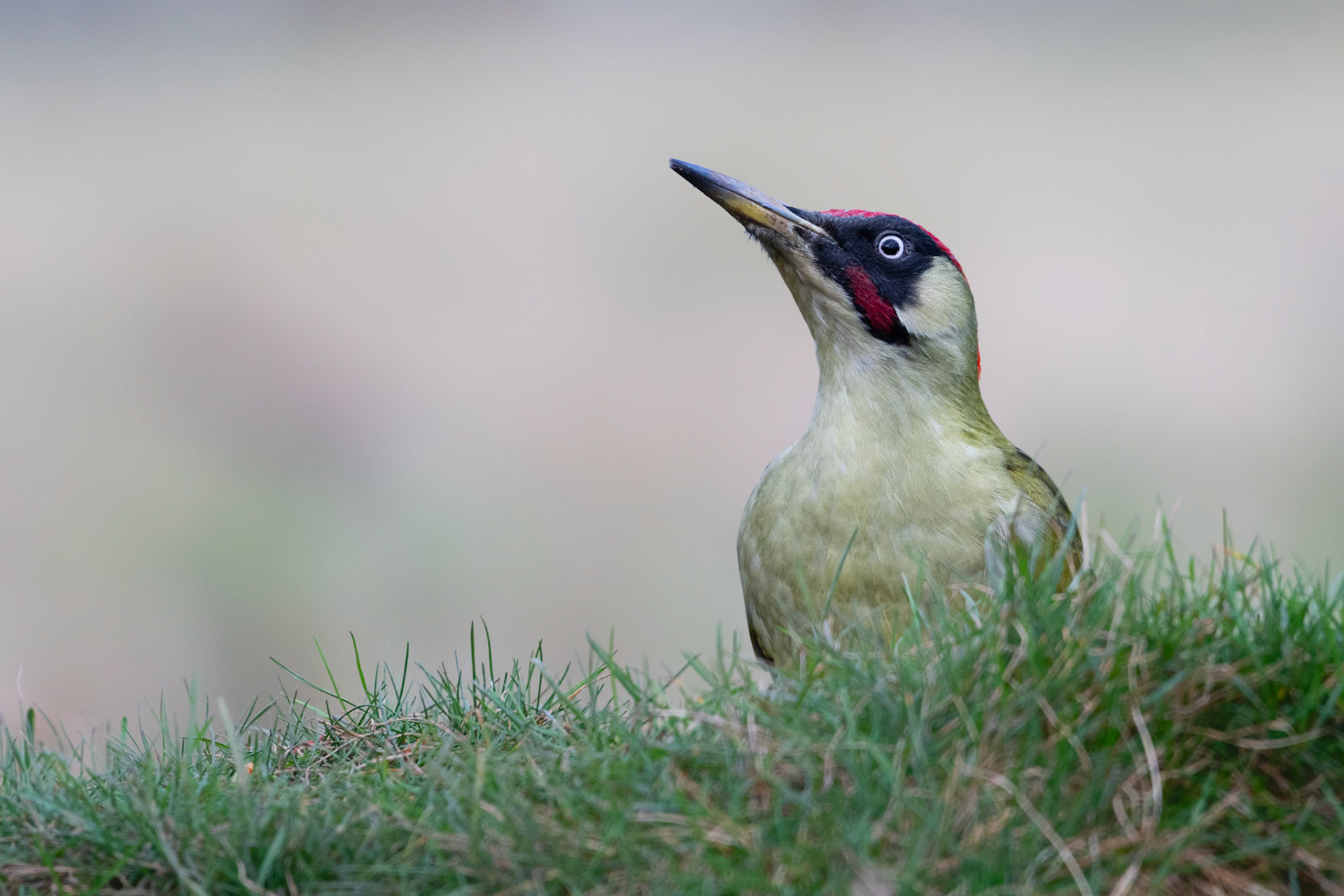 GREENY | Green Woodpecker | Lincolnshire, England, UK