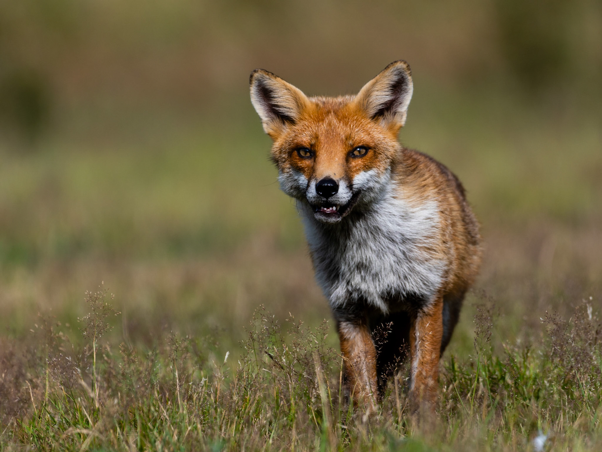FOXY | Fox | Buckinghamshire, England, UK