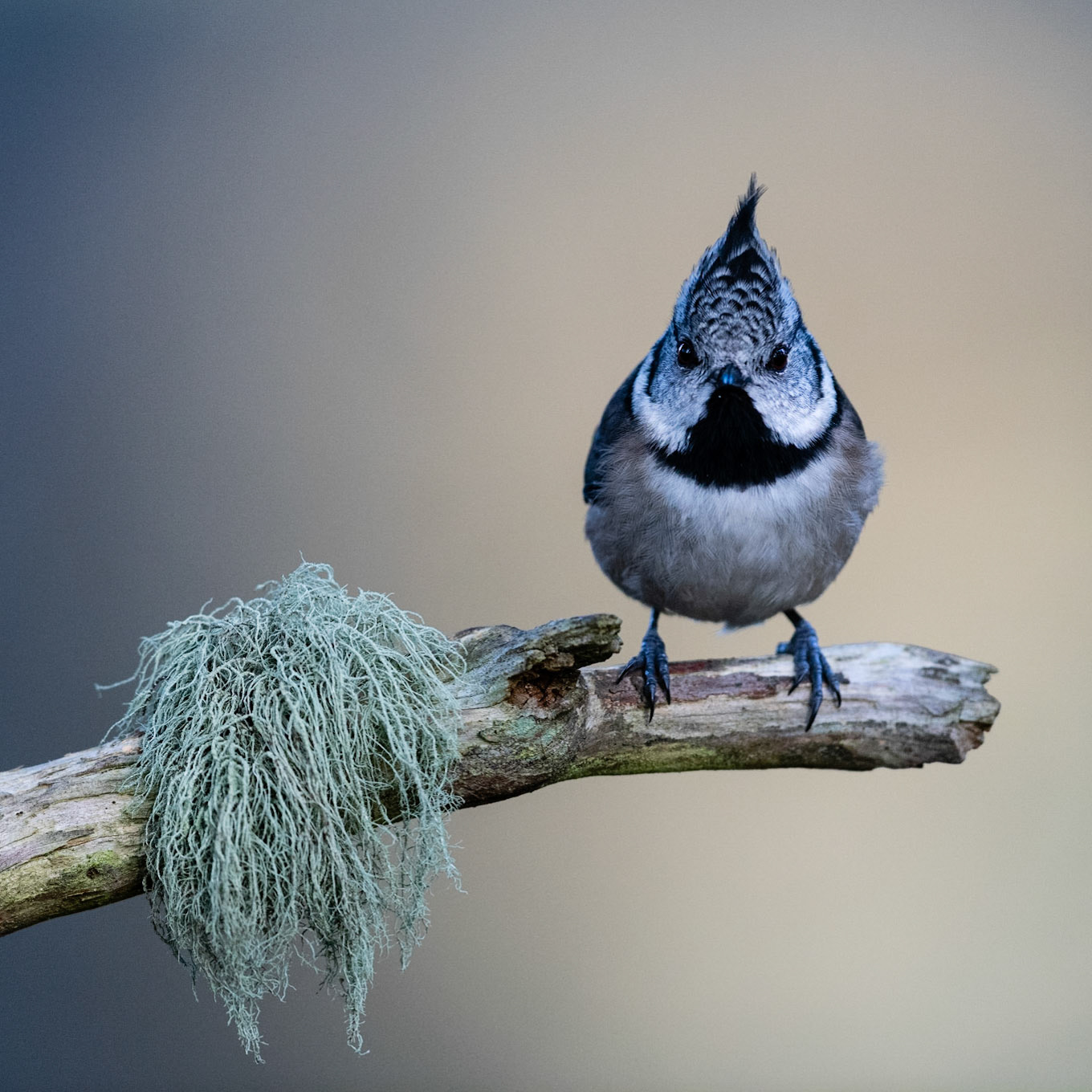 ROCKER | Crested Tit | Scotland, UK