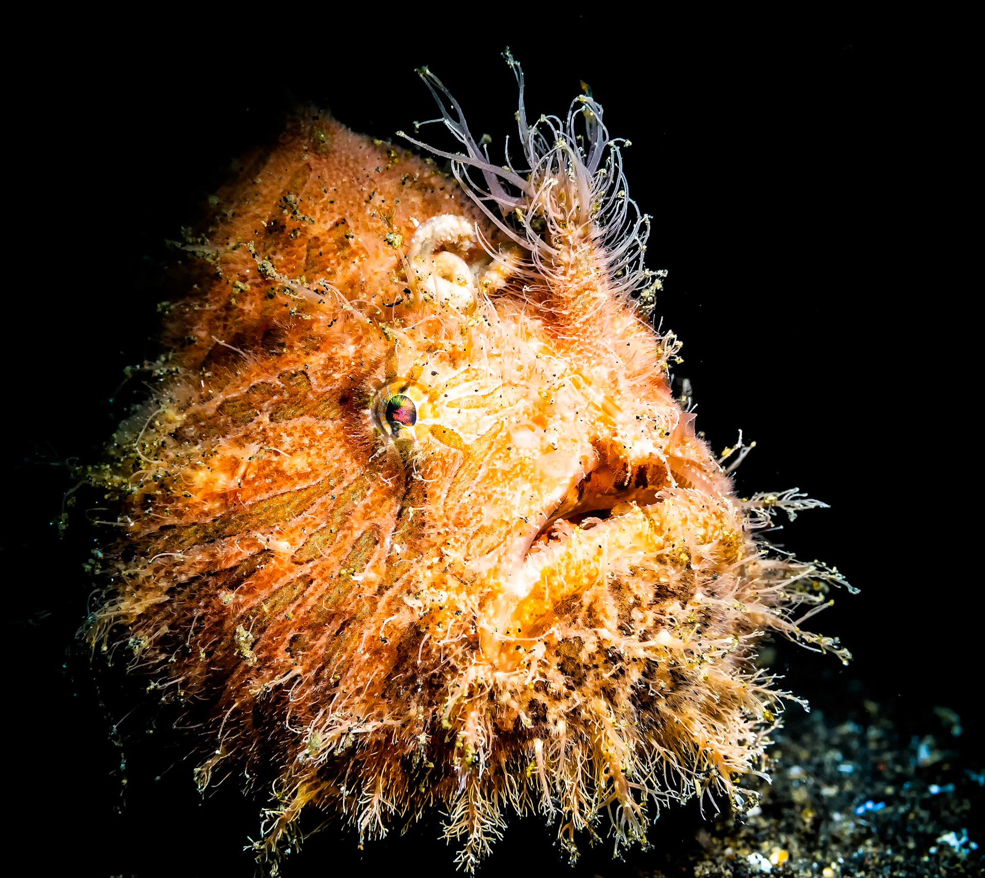 HAIRY | Hairy Frogfish | Lembeh, Indonesia