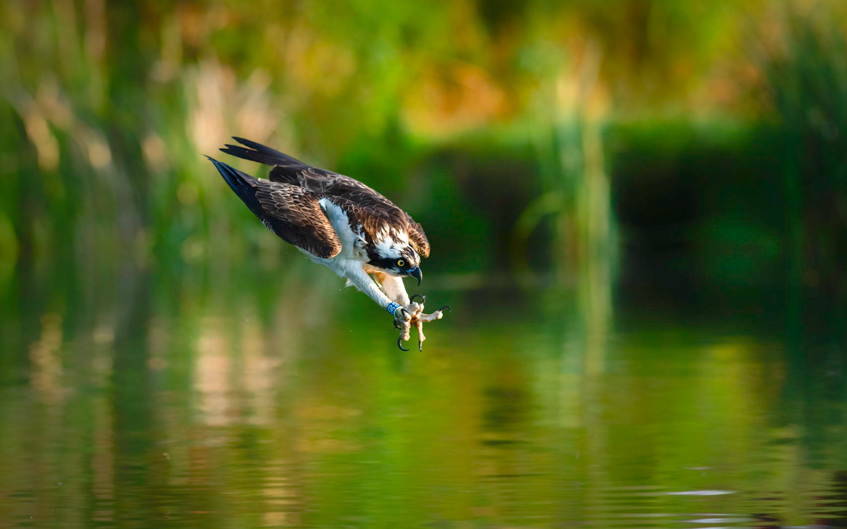 THE DIVE | Osprey | Lincolnshire, England, UK
