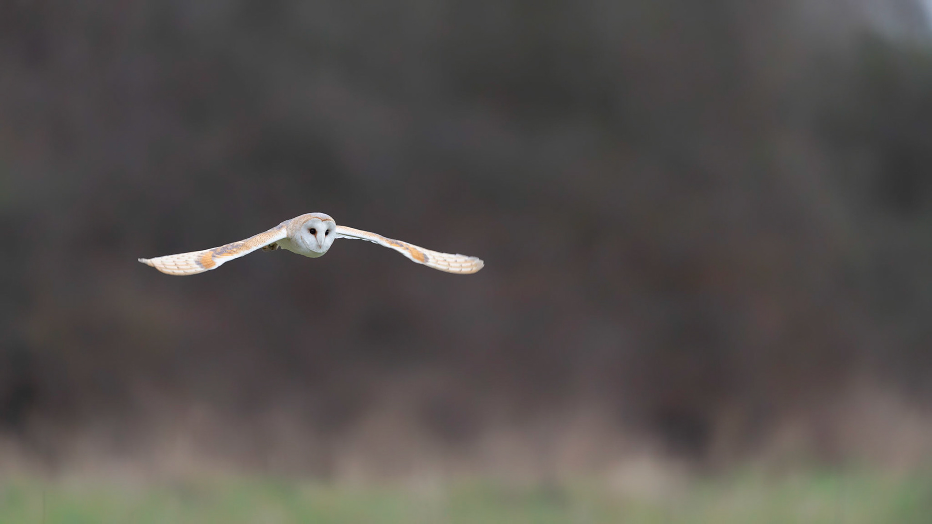 GLIDE | Barn Owl | West Sussex, England, UK
