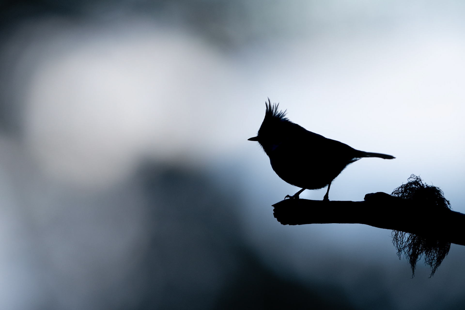 CRESTED SILHOUETTE | Crested Tit | Scotland, UK