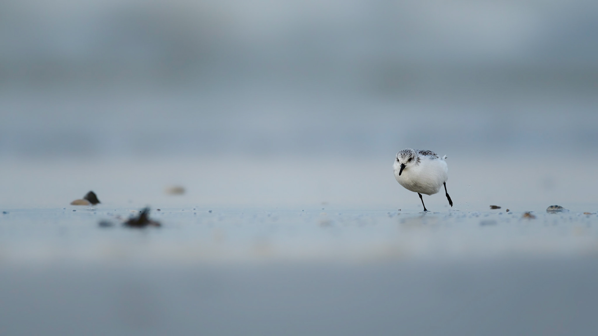 SPEEDY | Sanderling | West Sussex, England, UK