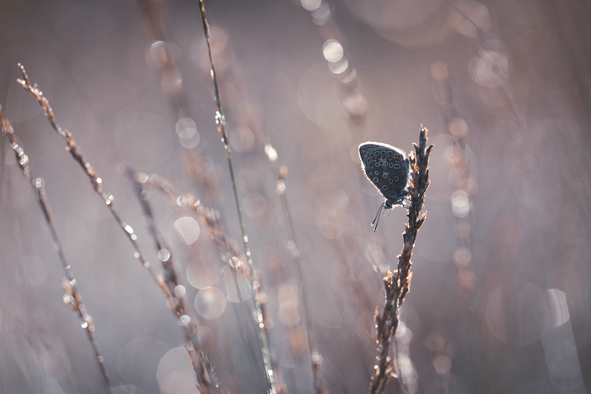 GLISTEN | Common Blue  Butterfly | West Sussex, England, UK