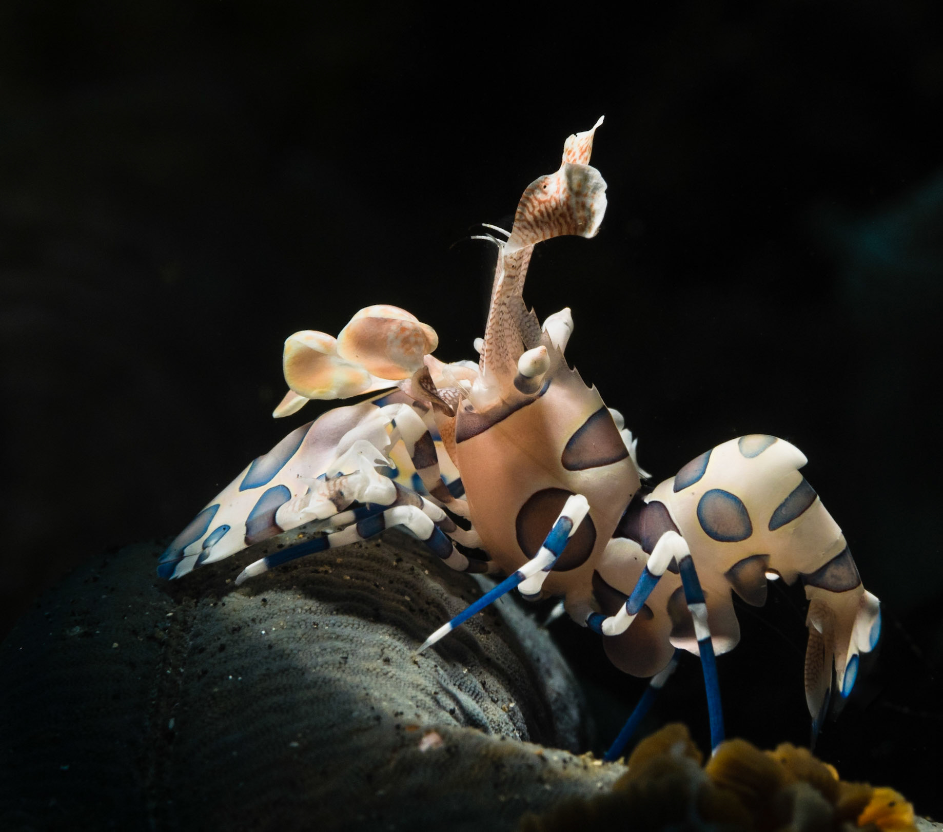 STAR DESTROYER | Harlequin Shrimp | Lembeh, Indonesia