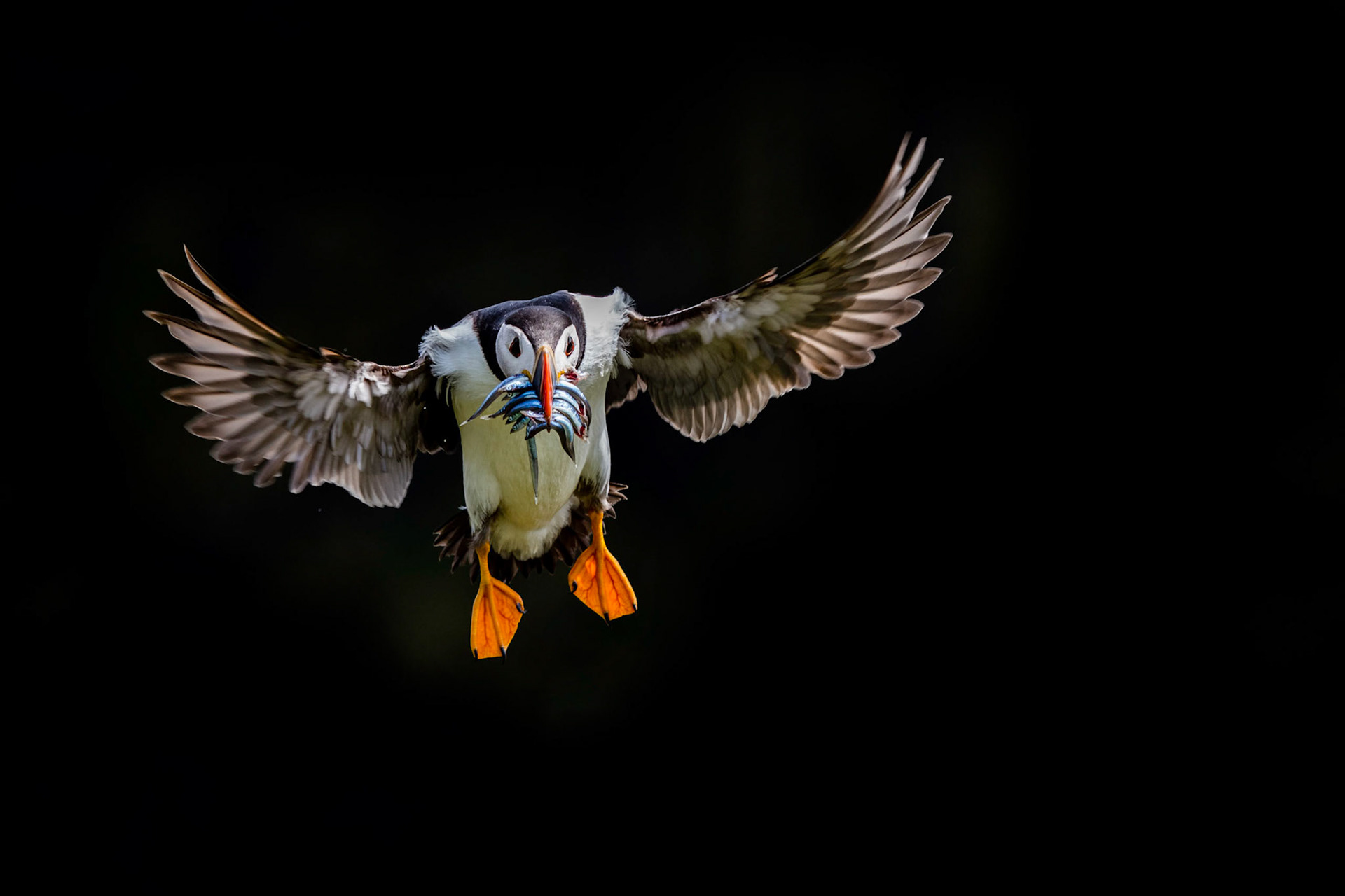 DELIVERY | Puffin | Skomer, Wales, UK