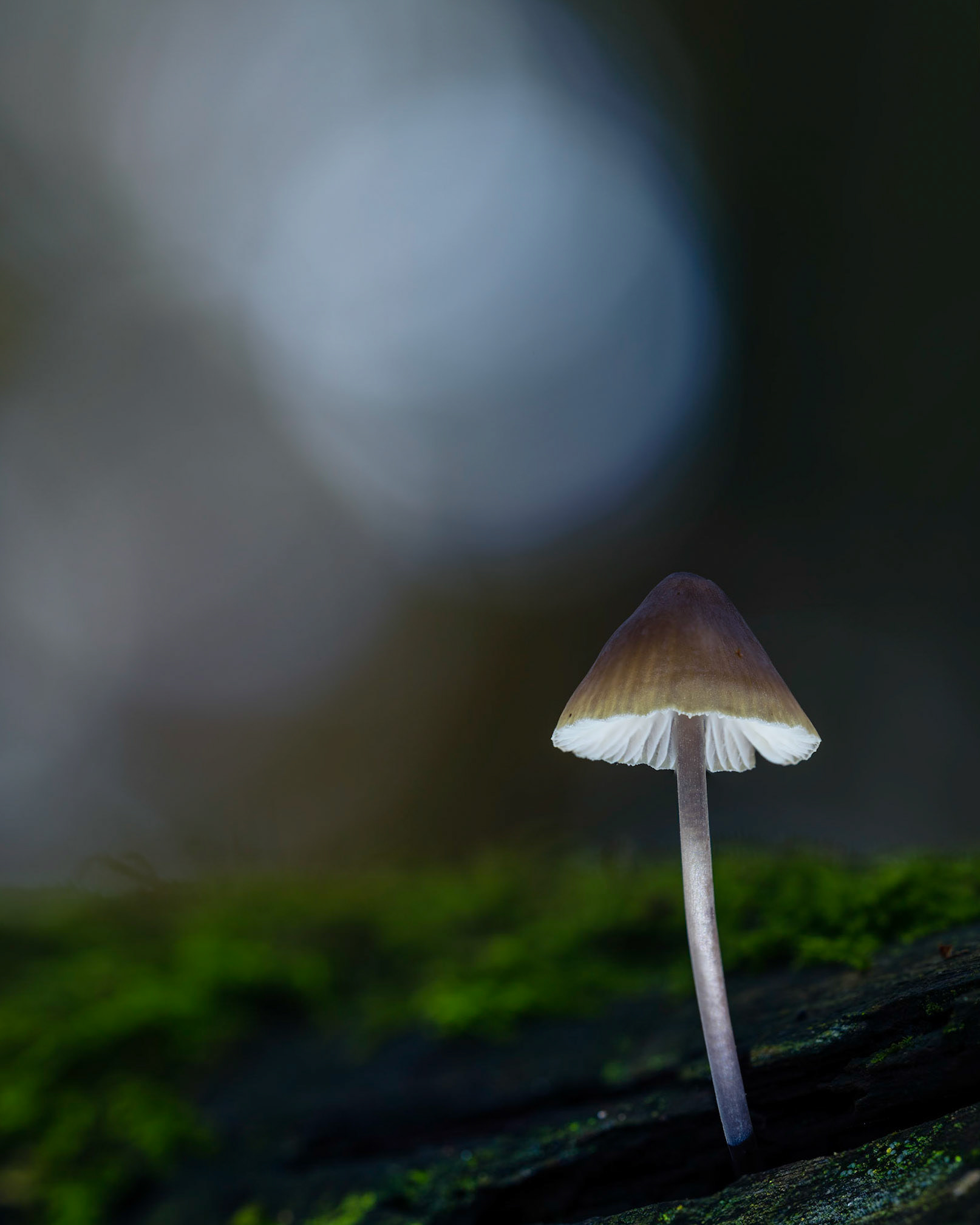 SOLITARY | Fungi | Pulborough Brooks, West Sussex, England, UK
